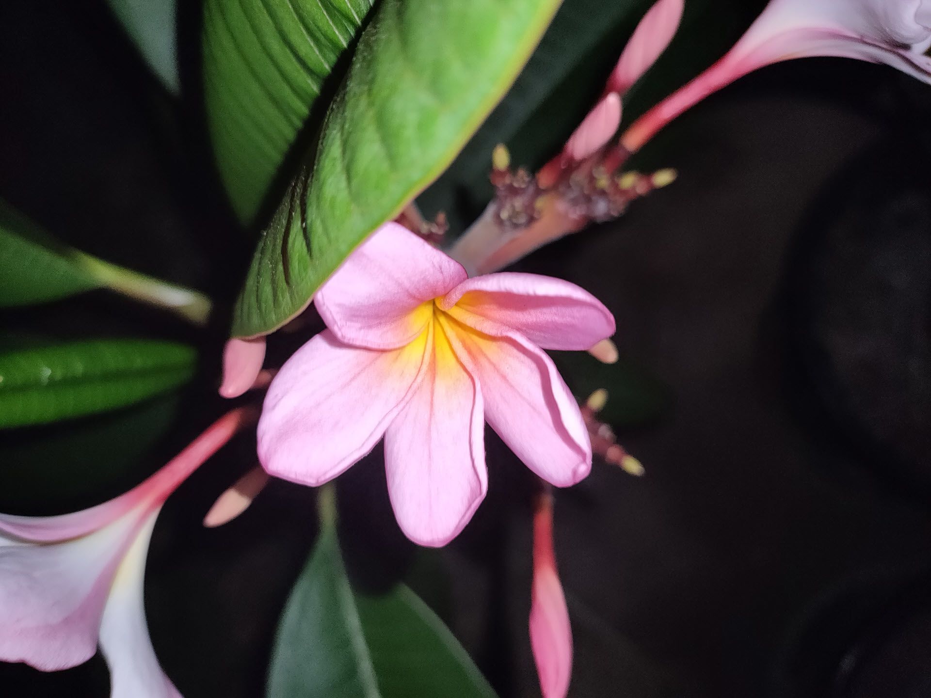 pink_02.jpg