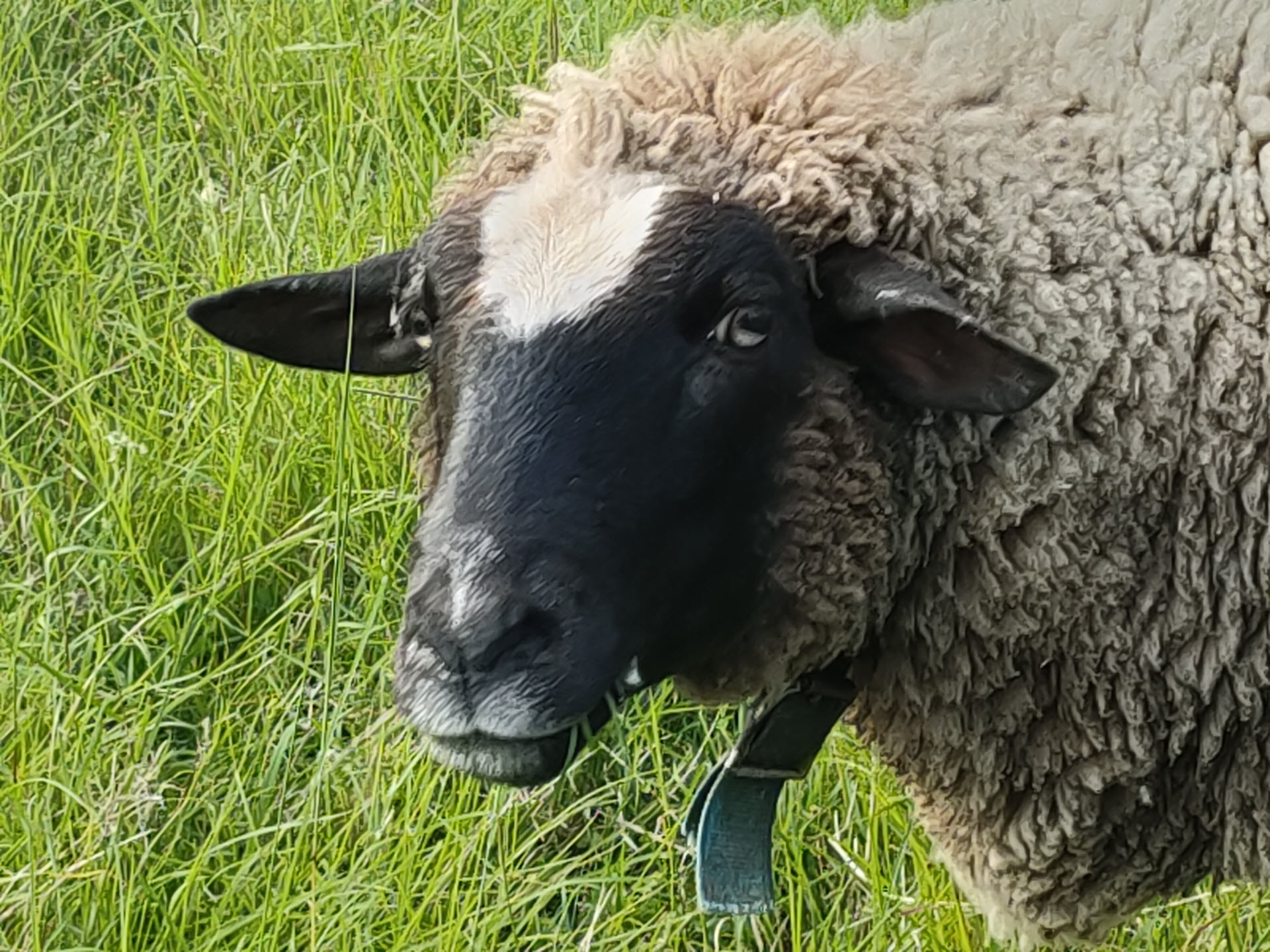 sheep_02.jpg