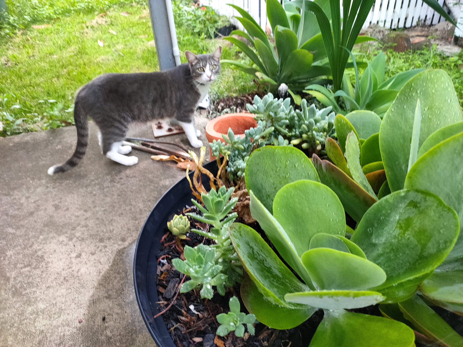 garden_helper.jpg