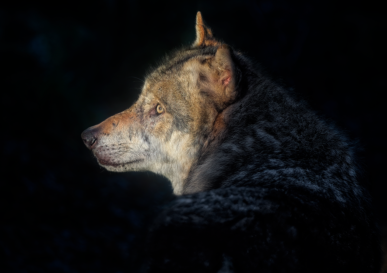 grey-wolf-8492789_1280.png