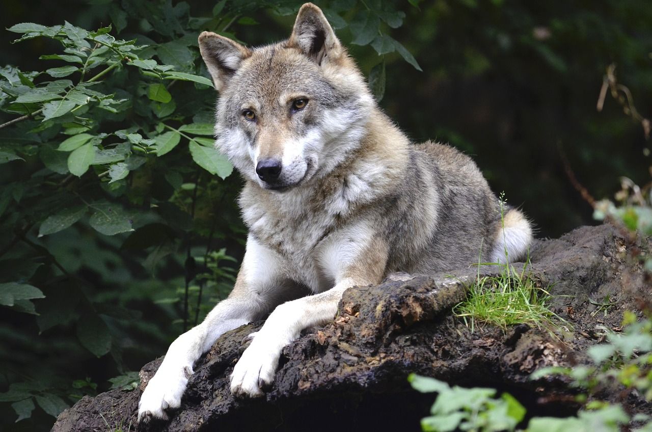 wolf-1336229_1280.jpg