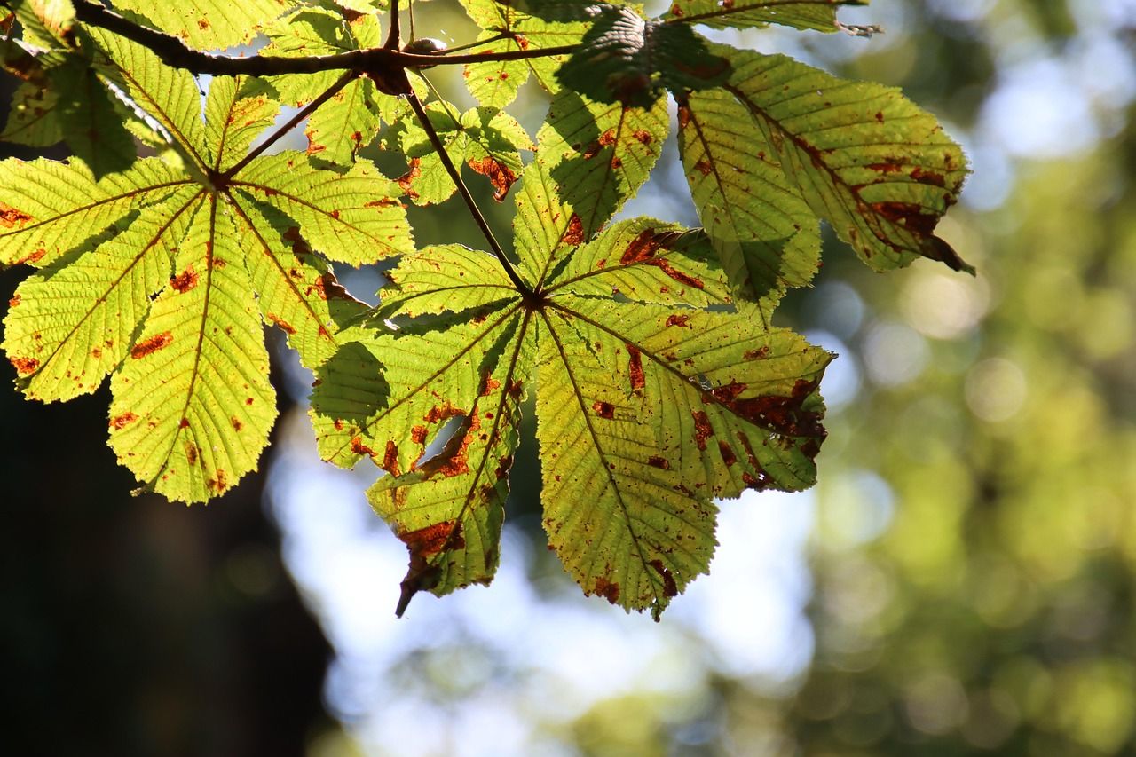 autumn-8311804_1280.jpg