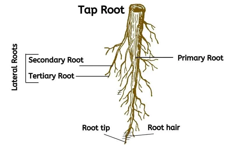 types_of_roots_taproot.webp