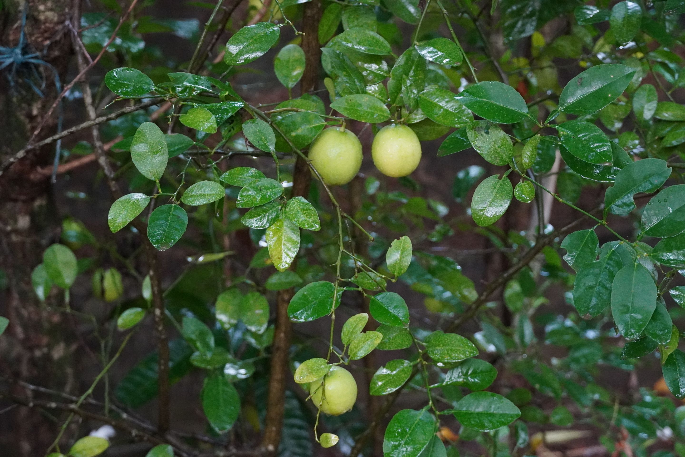 DSC09721.JPG
