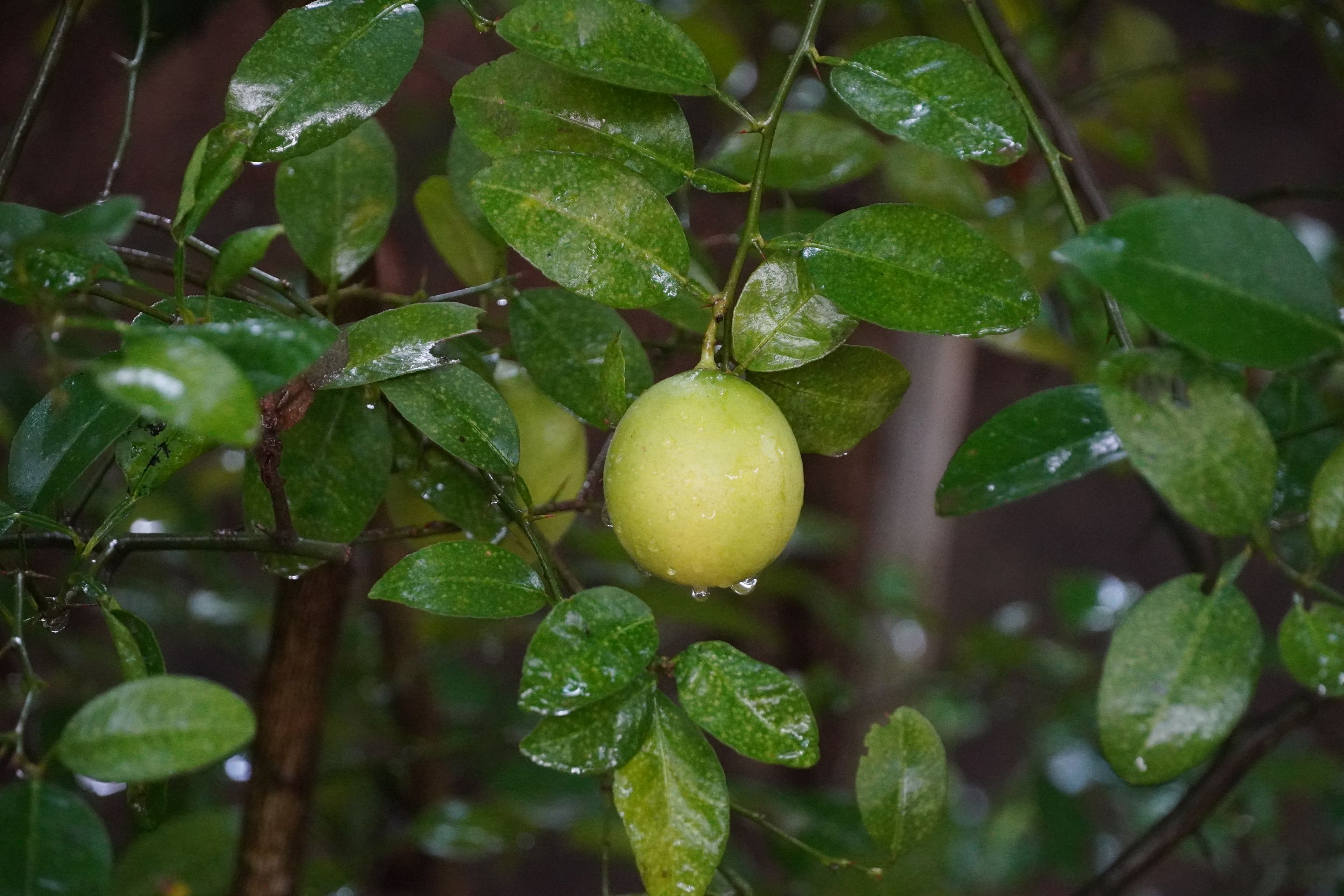 DSC09716.JPG