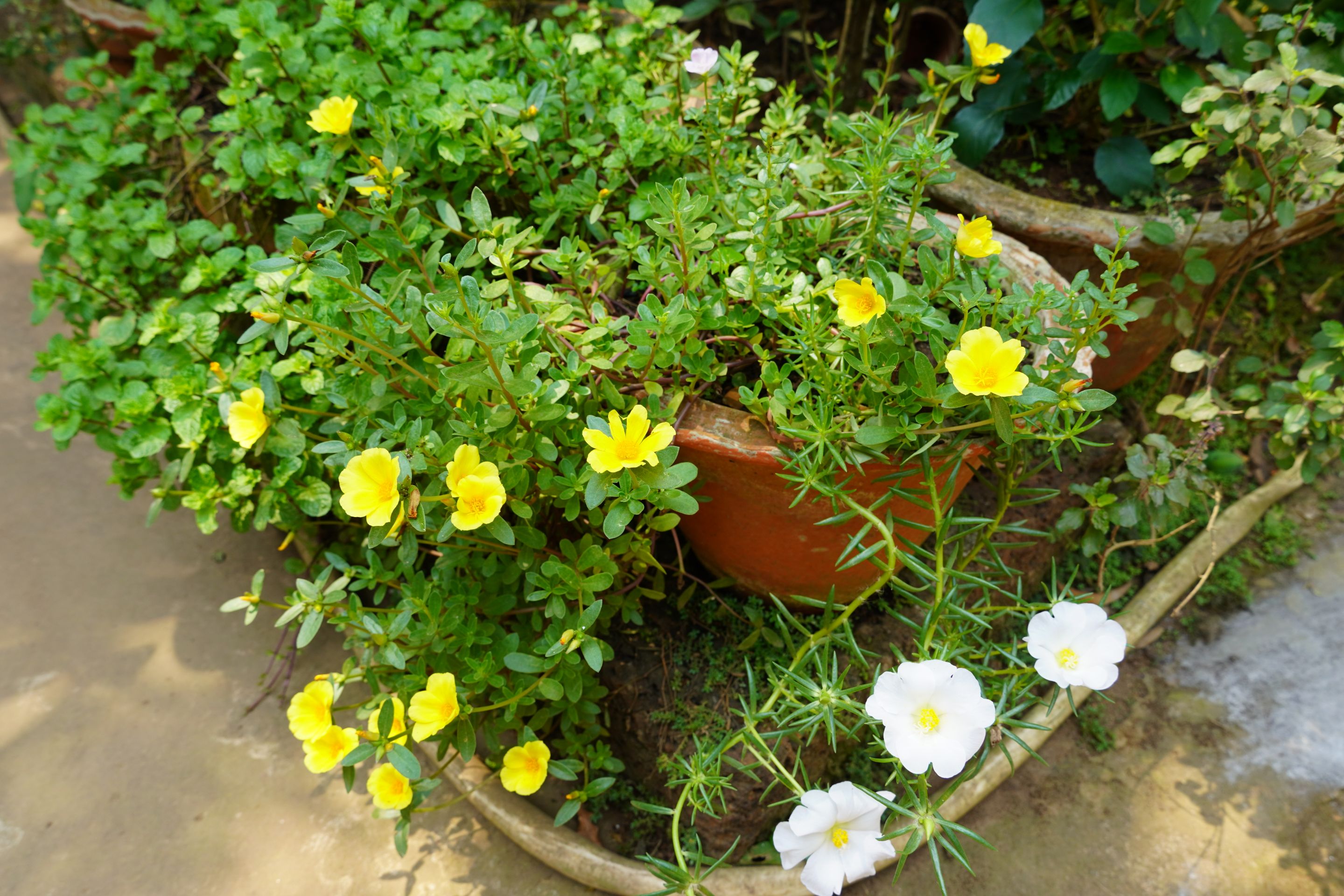 DSC07900.JPG