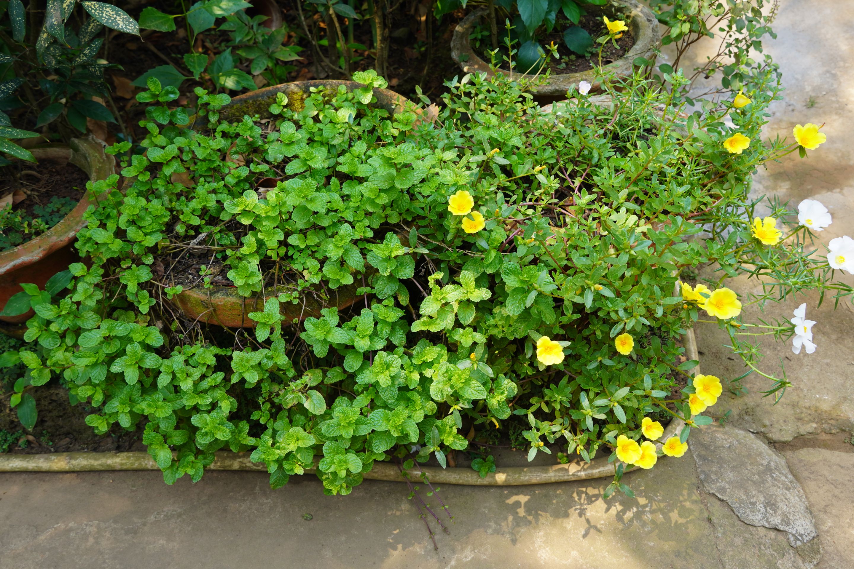 DSC07893.JPG