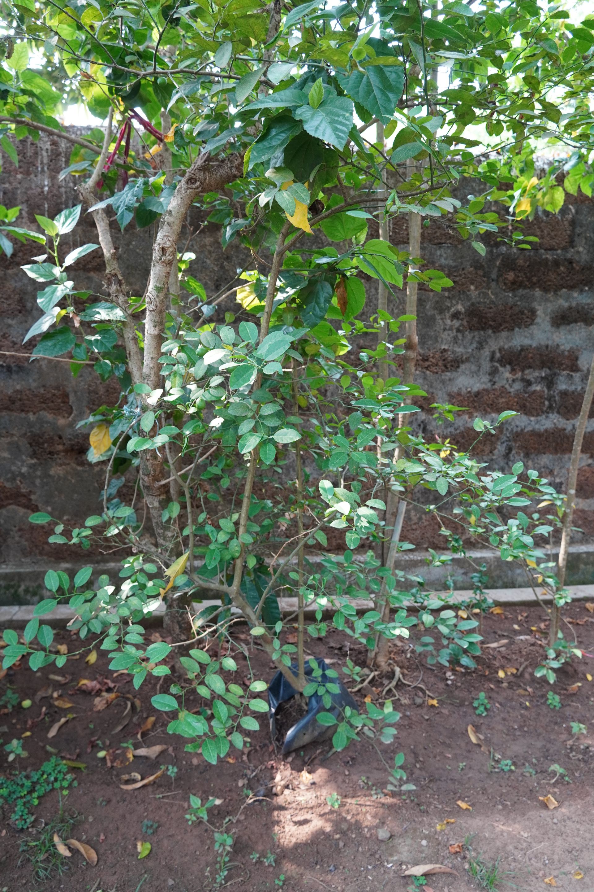 DSC07951.JPG
