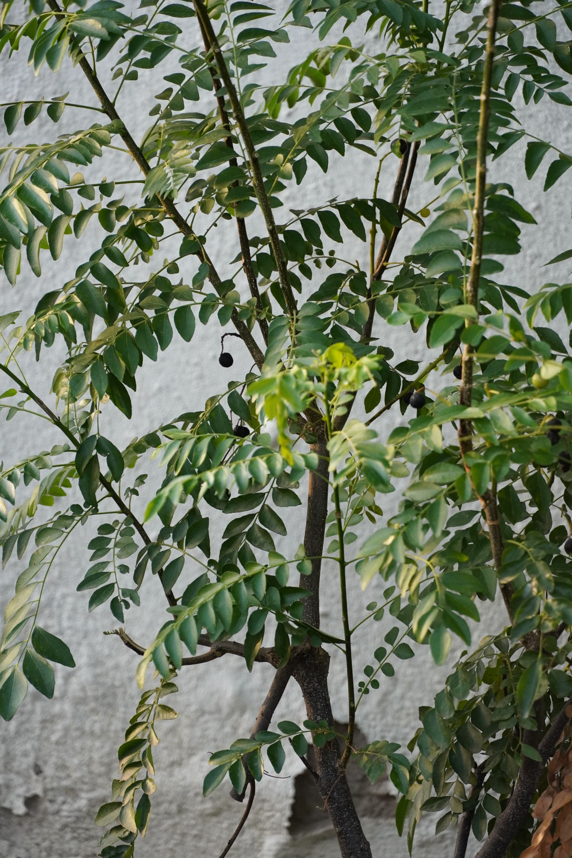 DSC02256.JPG