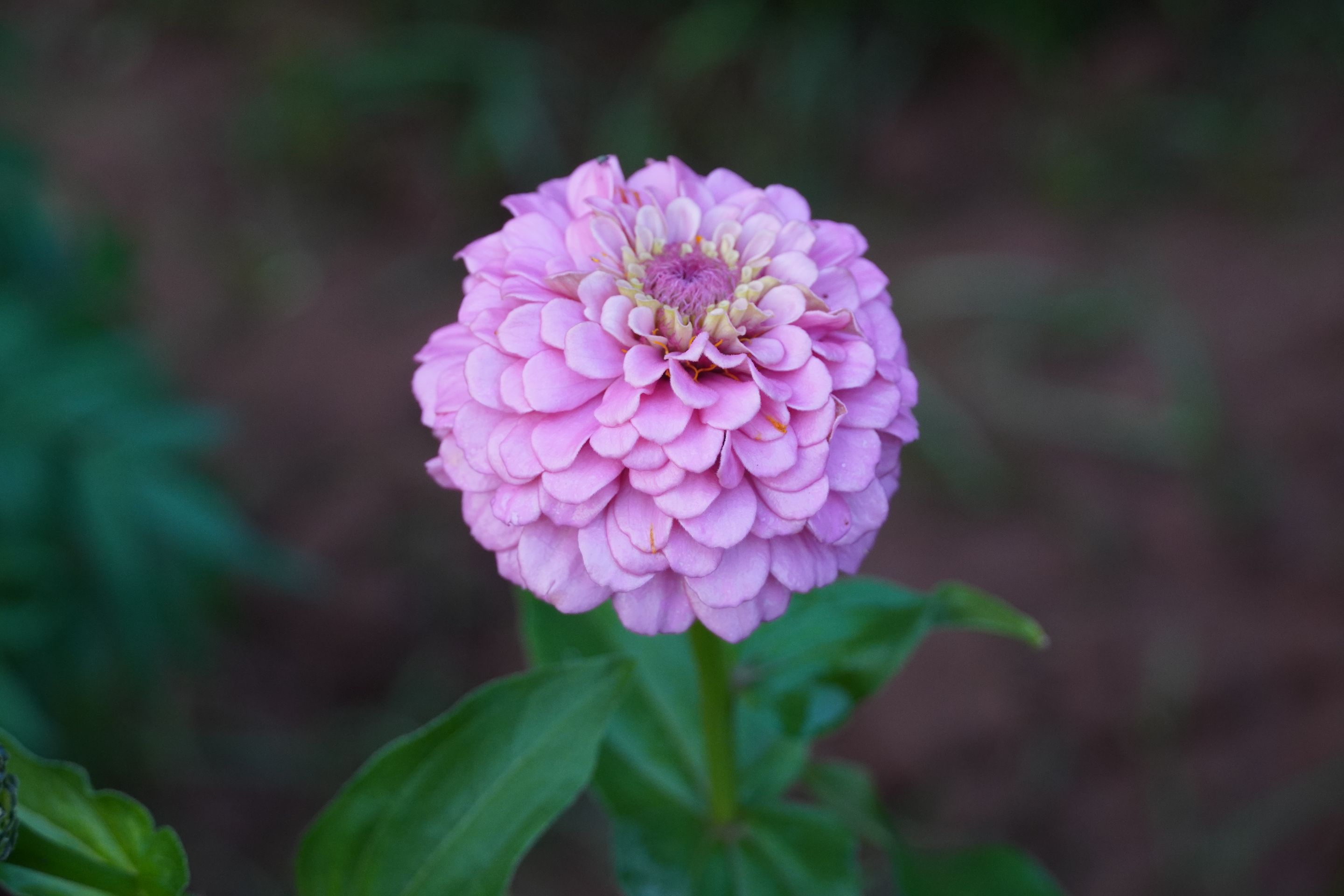 DSC05421.JPG
