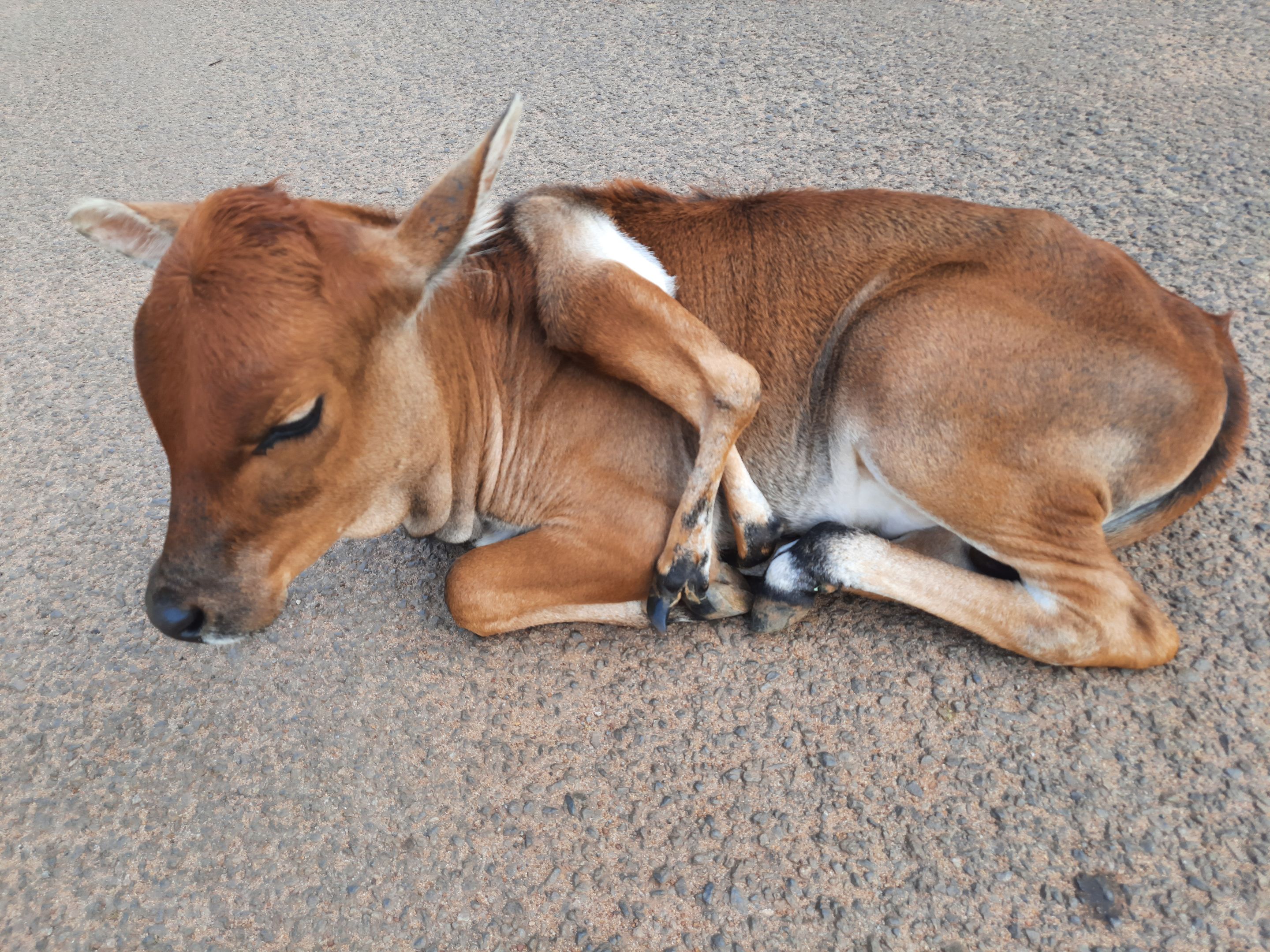 Six legged Calf.jpg