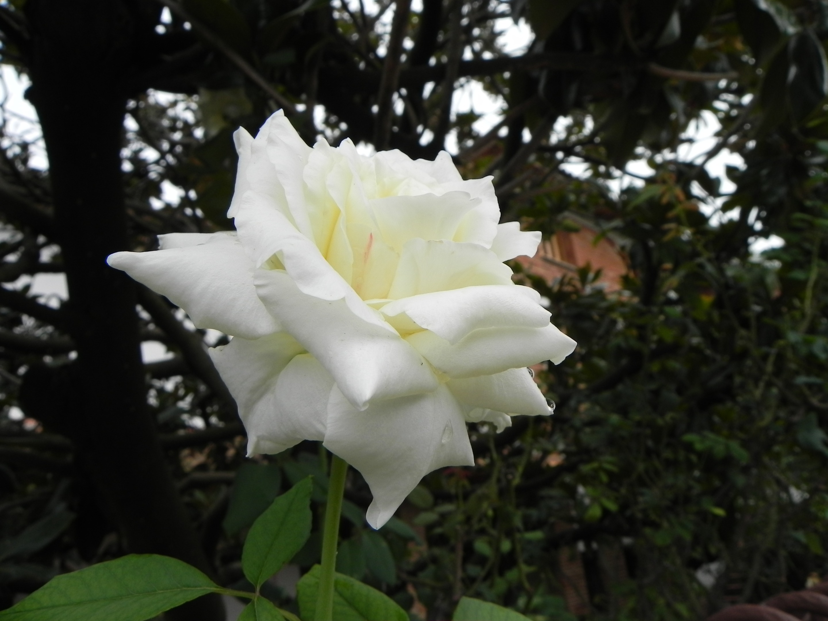 DSCN8967.JPG