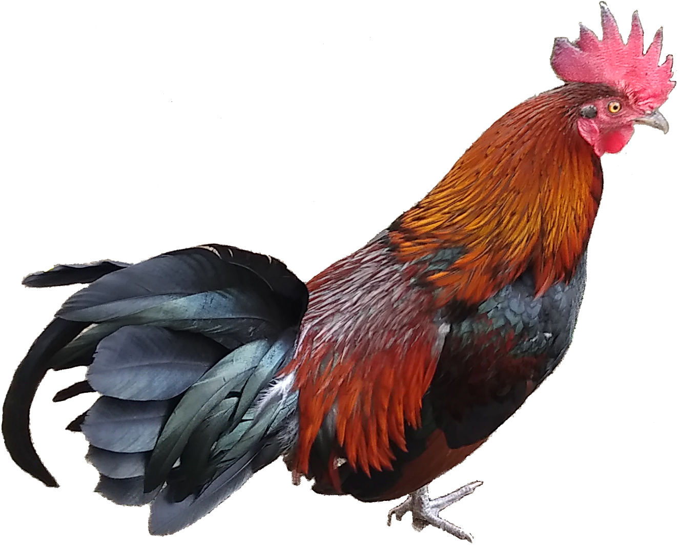 coq.detoure.png
