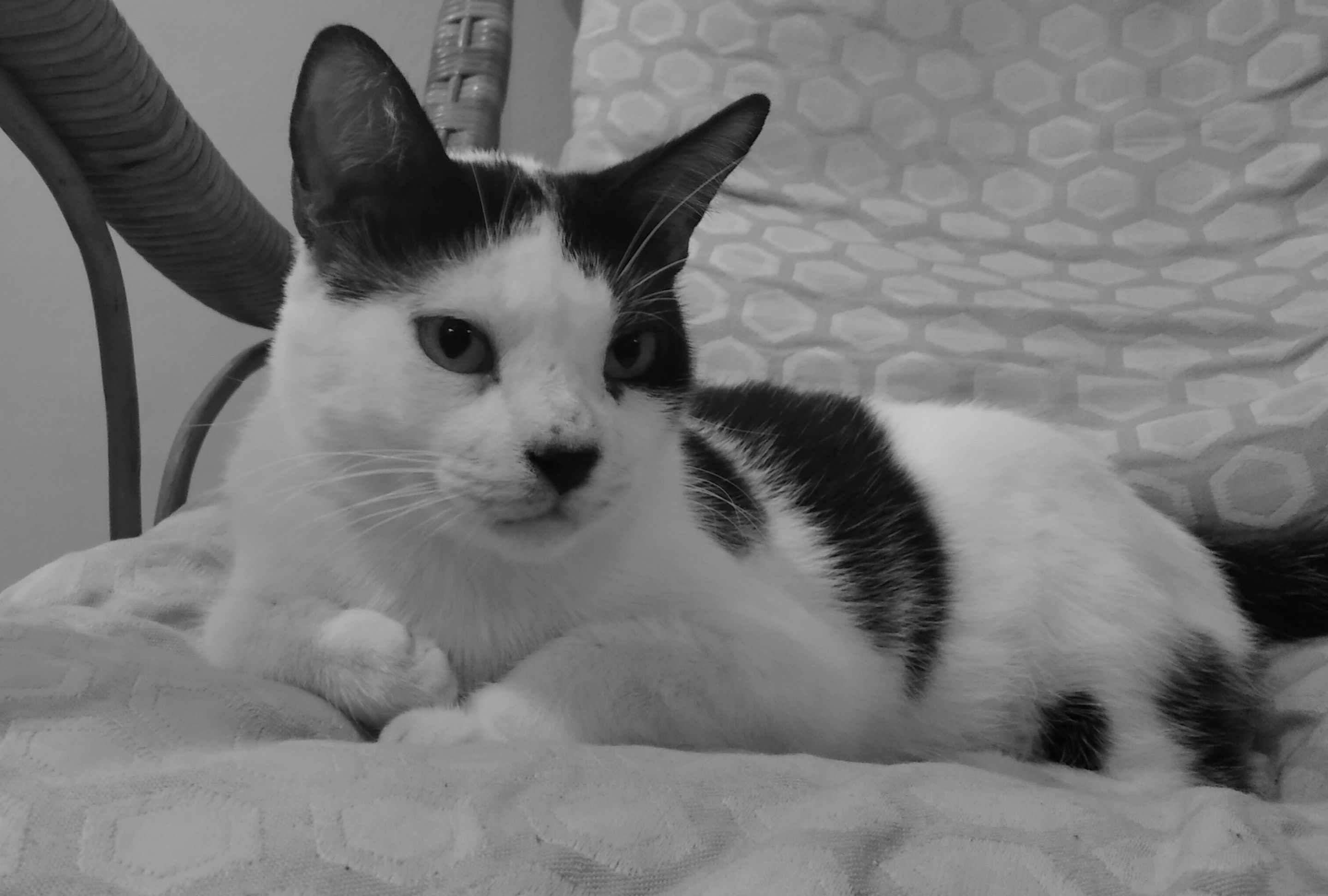 monguito agosto edit-1.jpg