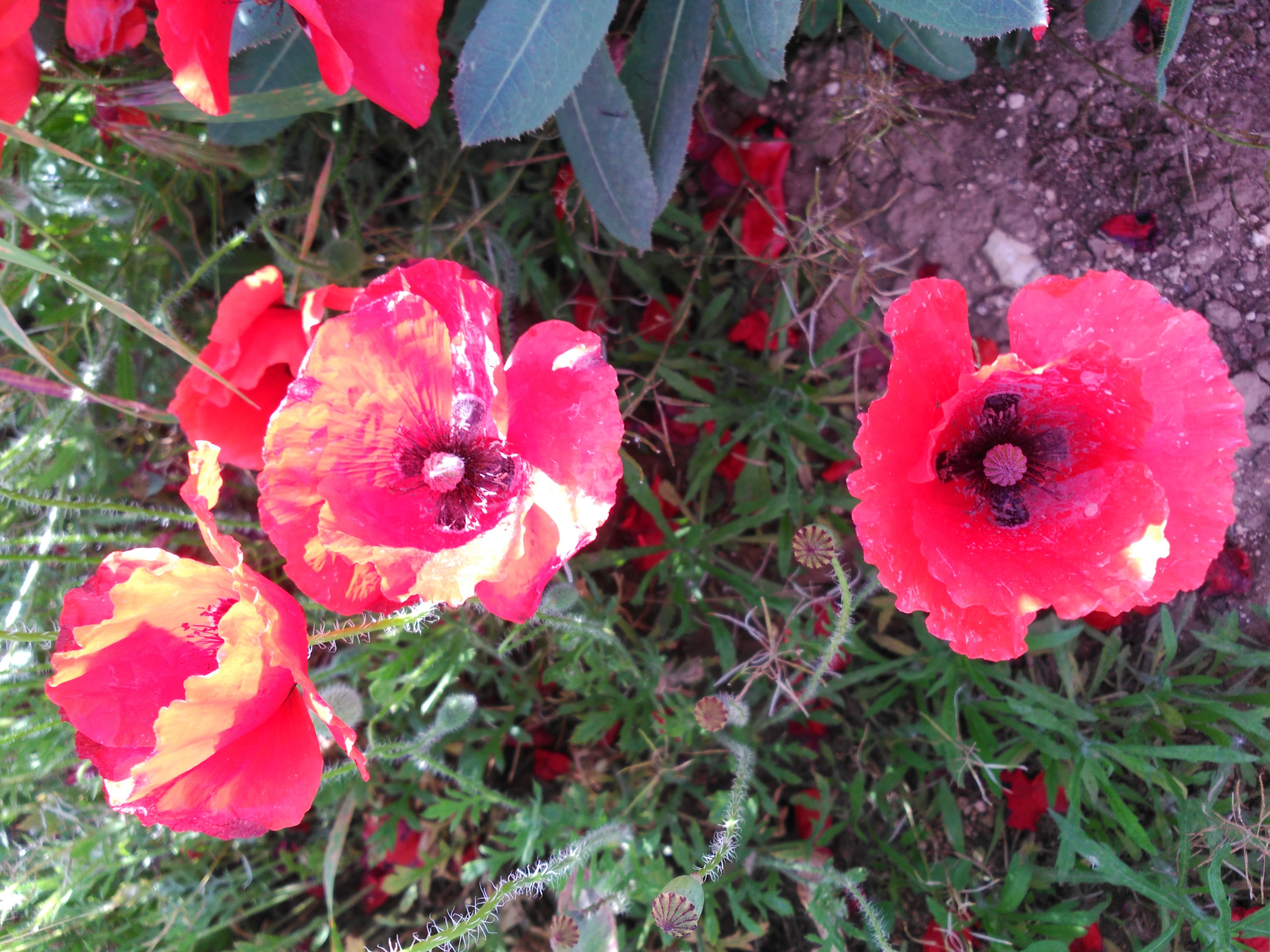 amapolas3.jpg
