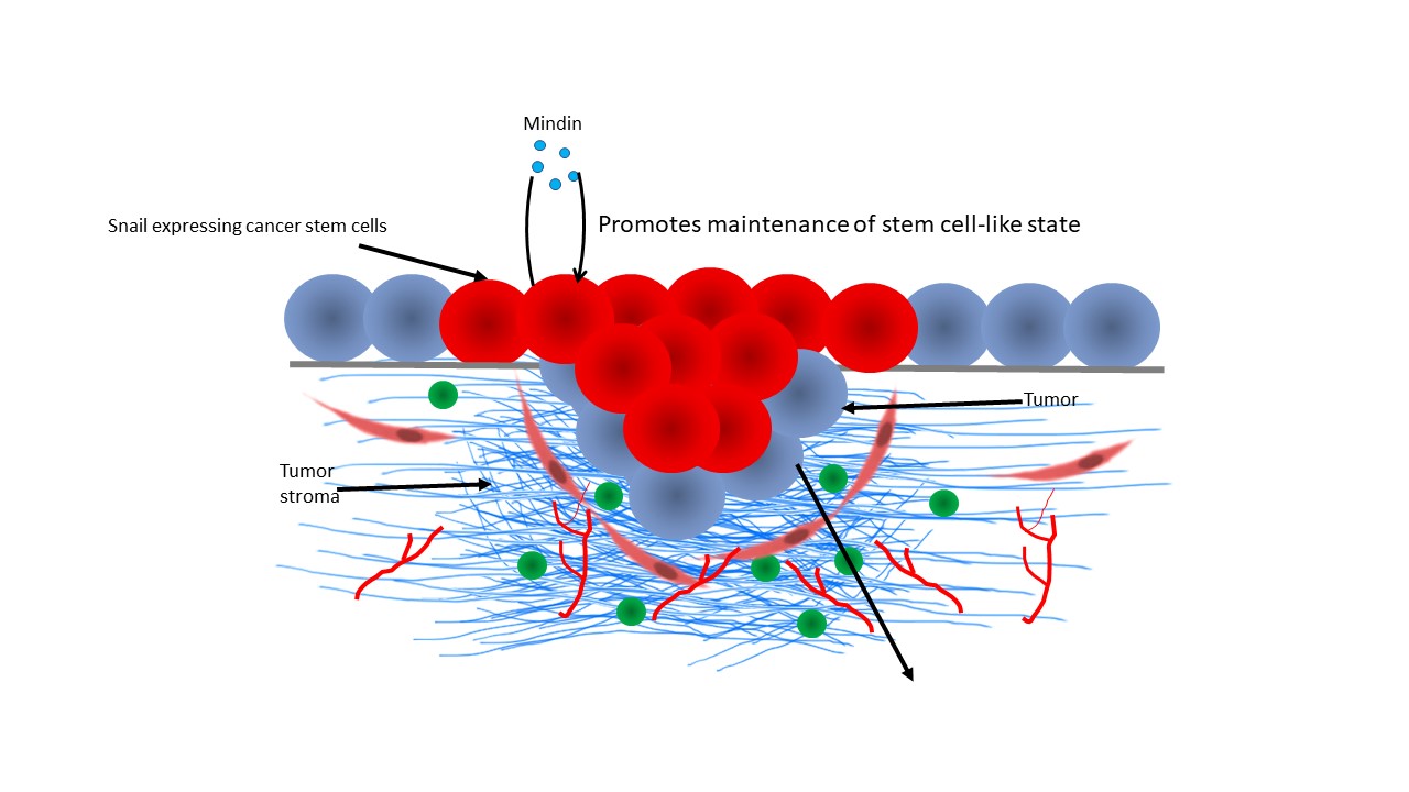 CSC4.jpg