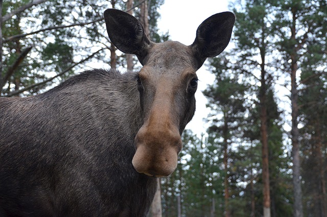 moose-568475_640.jpg