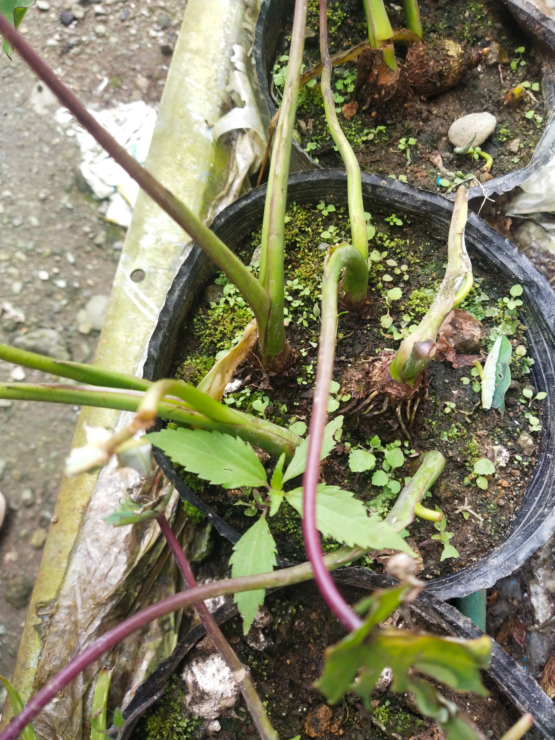 The stem and leaves we're damaged because of continues rain