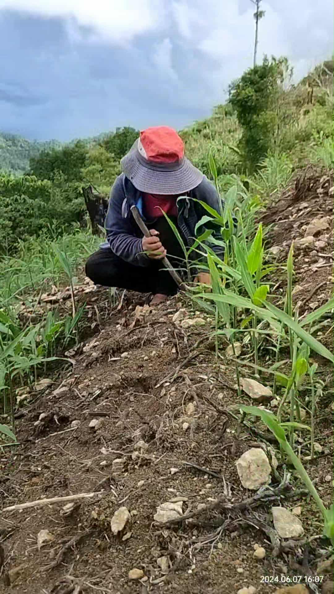 Me at our ginger farm