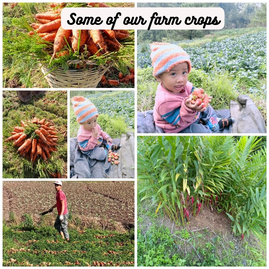 Some of our farm crops or products