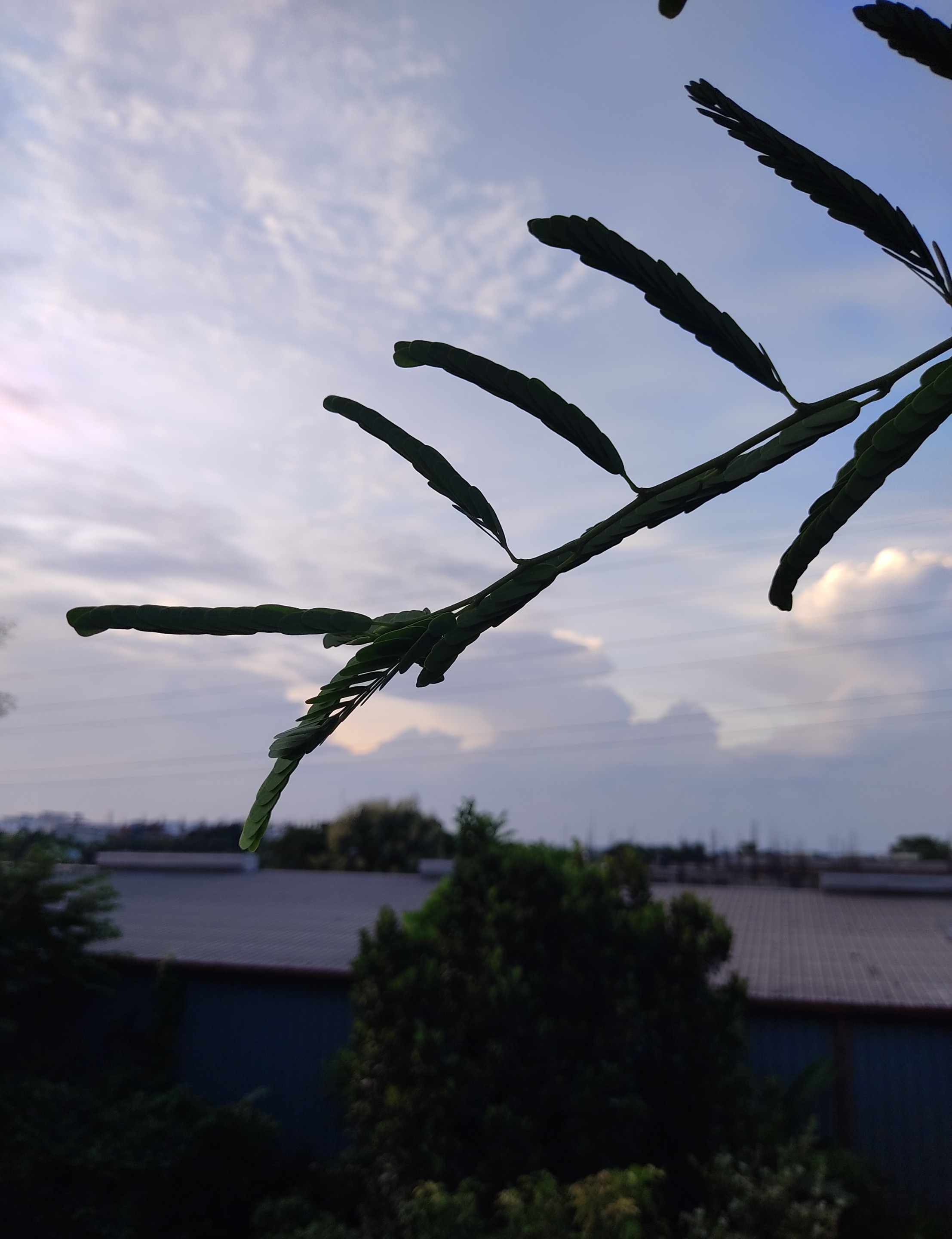 IMG_20200813_032714.jpg