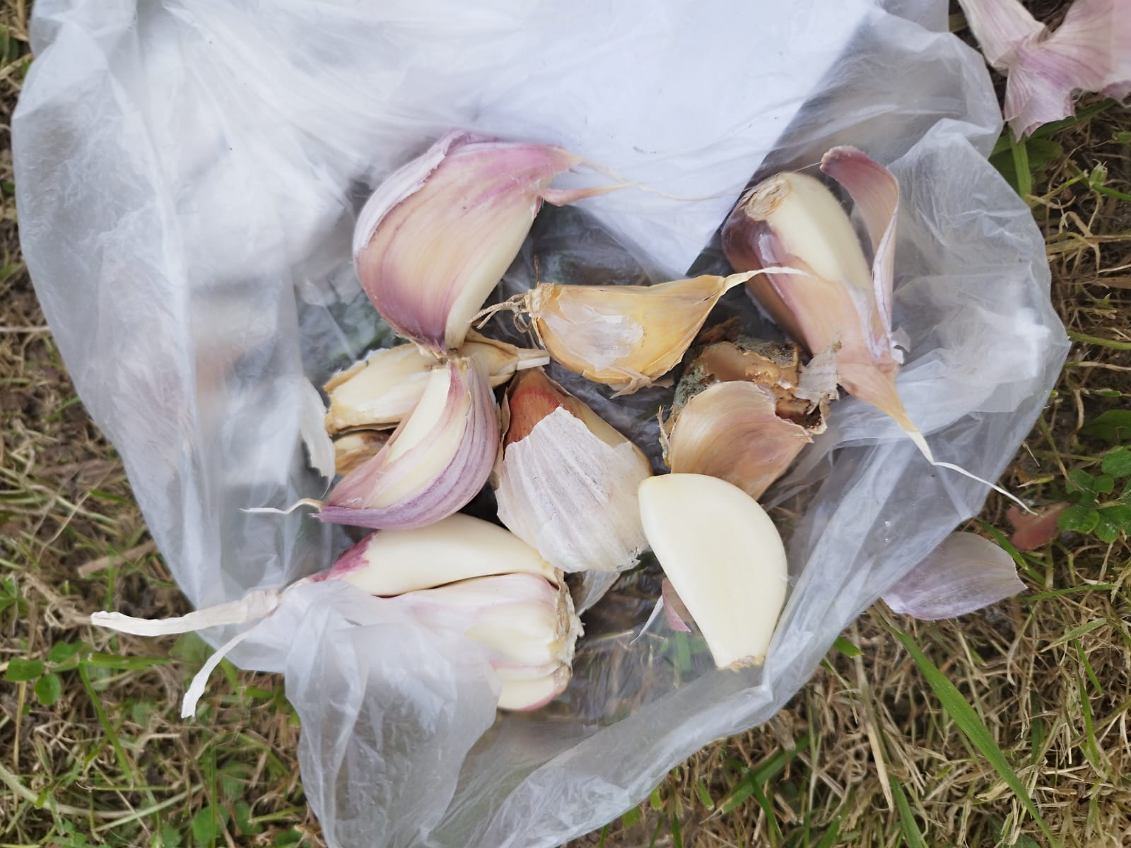 Зображення WhatsApp, дата_ 2025-10-24 о 14.03.07_2f800731.jpg