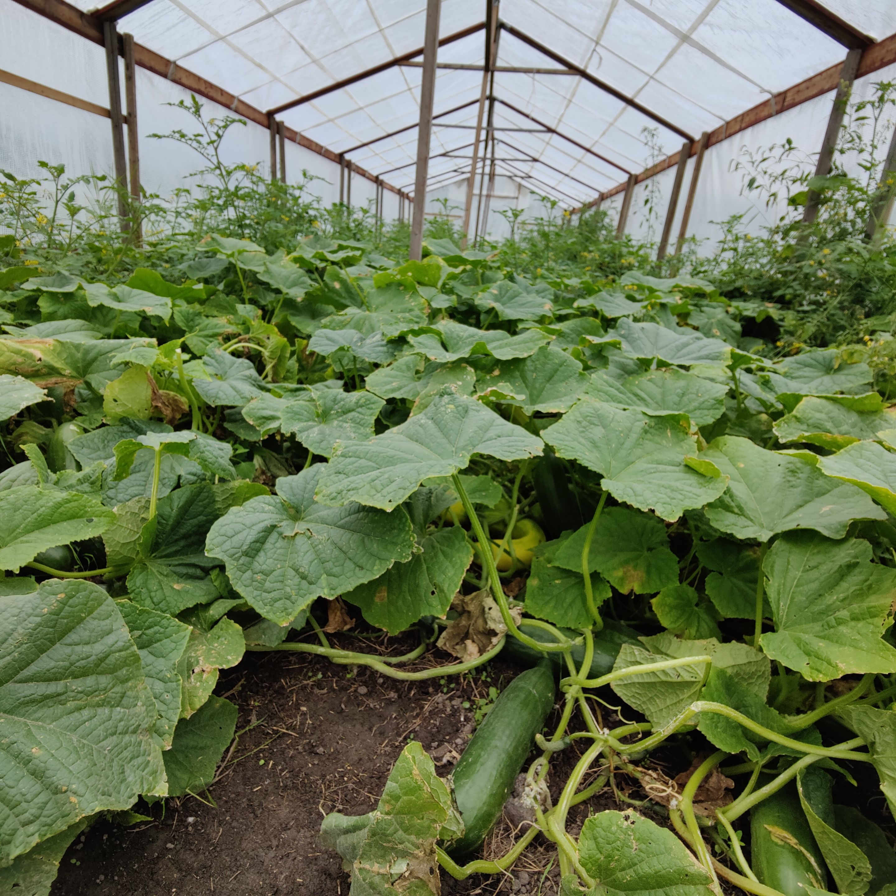 Photo taken by Shahzad Ansari through Oneplus 9 Pro
