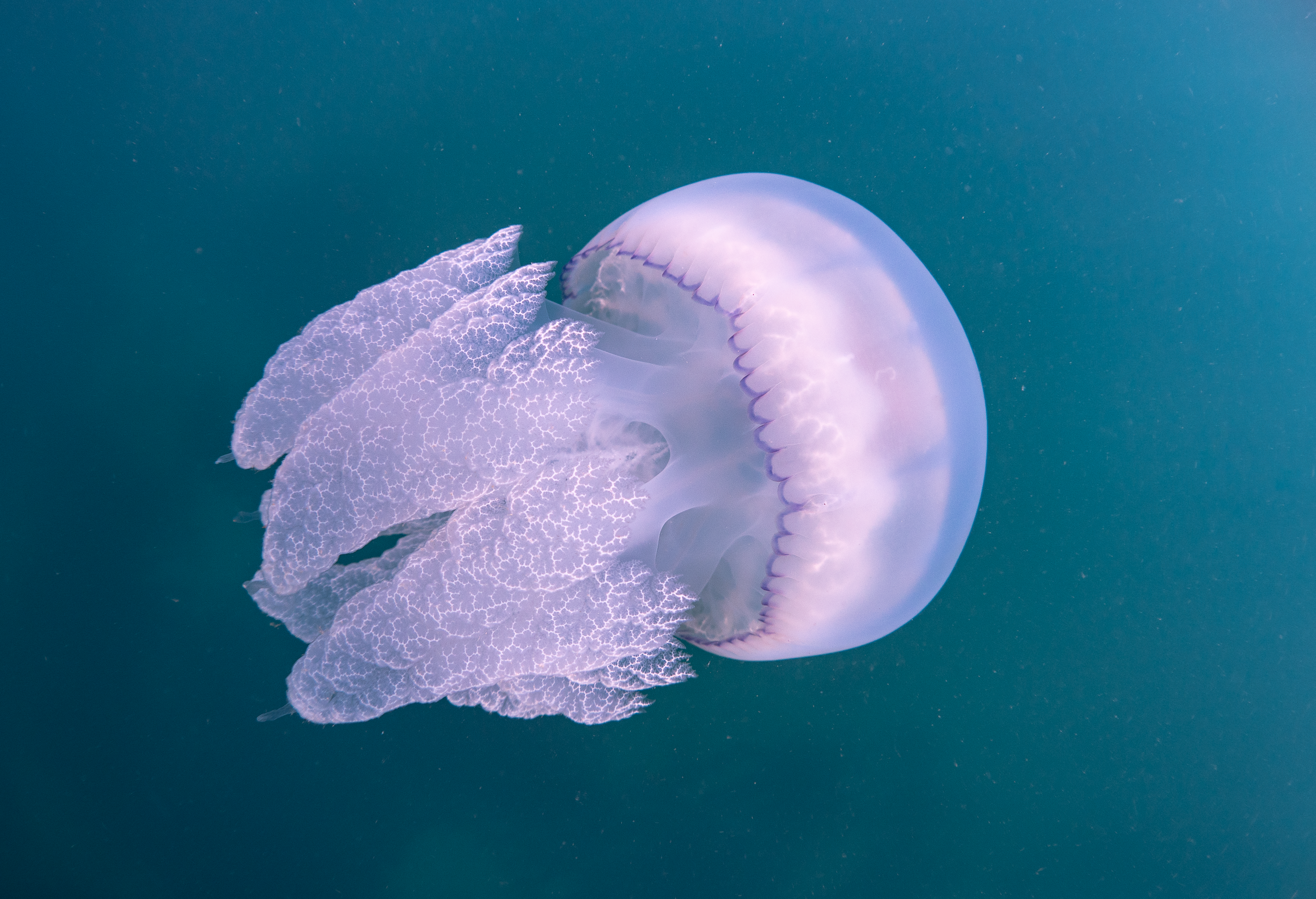 Медуза корнерот черное море