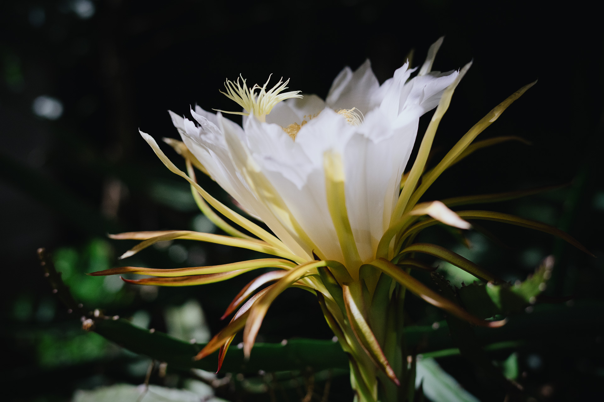 20250803-RICOH GR…
Payout: 0.000 HBDDragon fruit flower - Blooms for one night only
2025-08-14 12:37![20250809-ILCE-7M3-A7308109.jpg