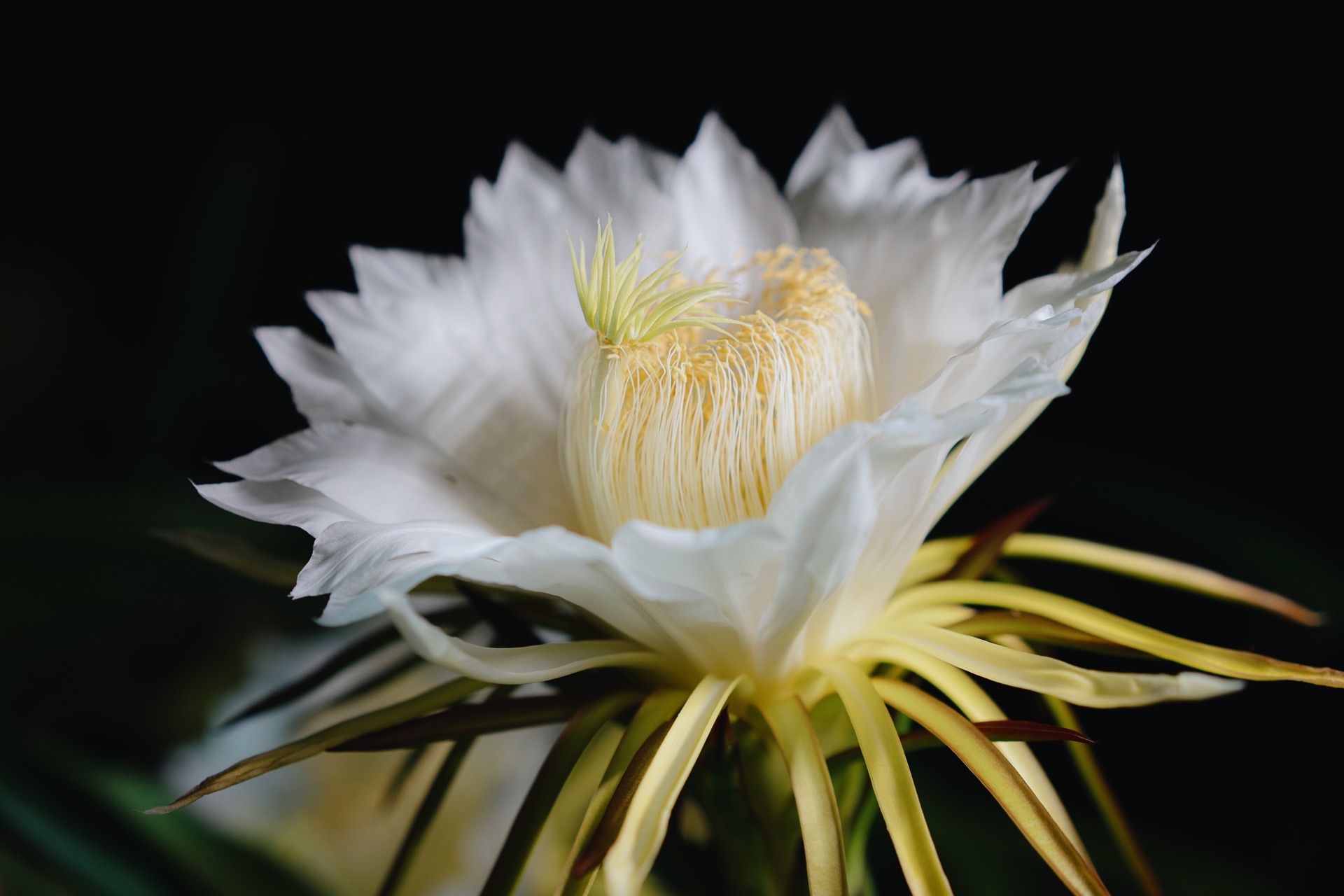 20250906-ILCE-7-DSC077…
Payout: 0.000 HBDMore dragon fruit flowers
2025-09-25 15:00![20250920-ILCE-7M3-A7308157.jpg