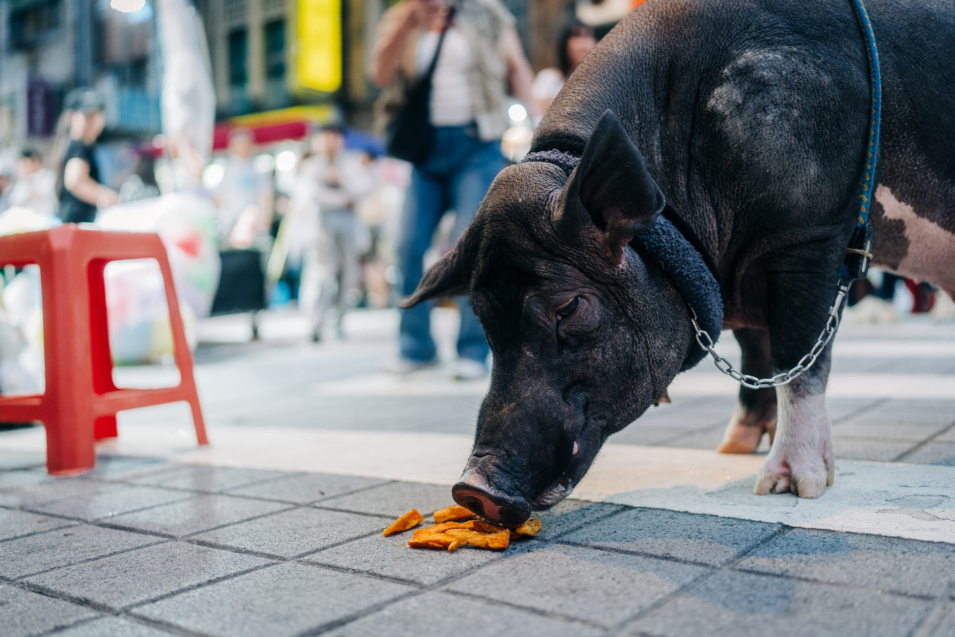 20250920-sd Quattro…
Payout: 0.000 HBDPet pig spotted at night market
2025-09-19 15:59![20250510-ILCE-7M3-A7307909.jpg