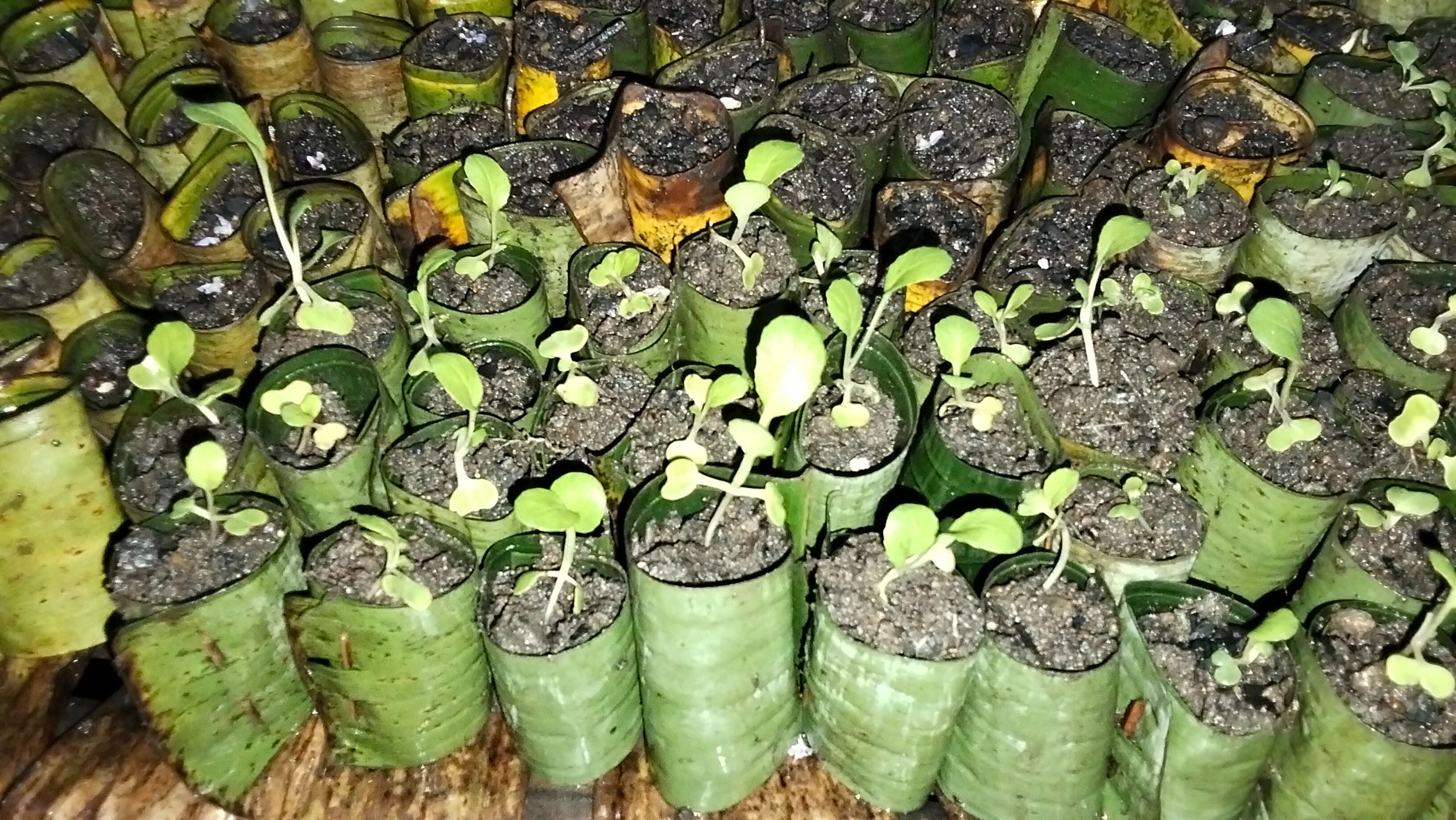 IMG20250915174405.jpg