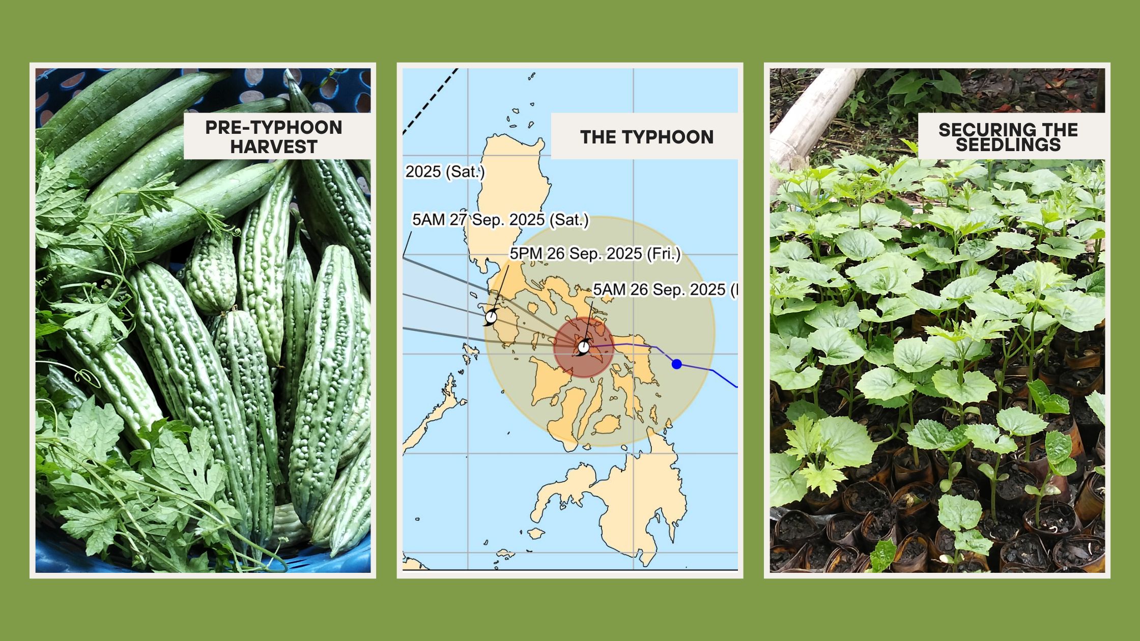 PRE-TYPHOON HARVEST.jpg