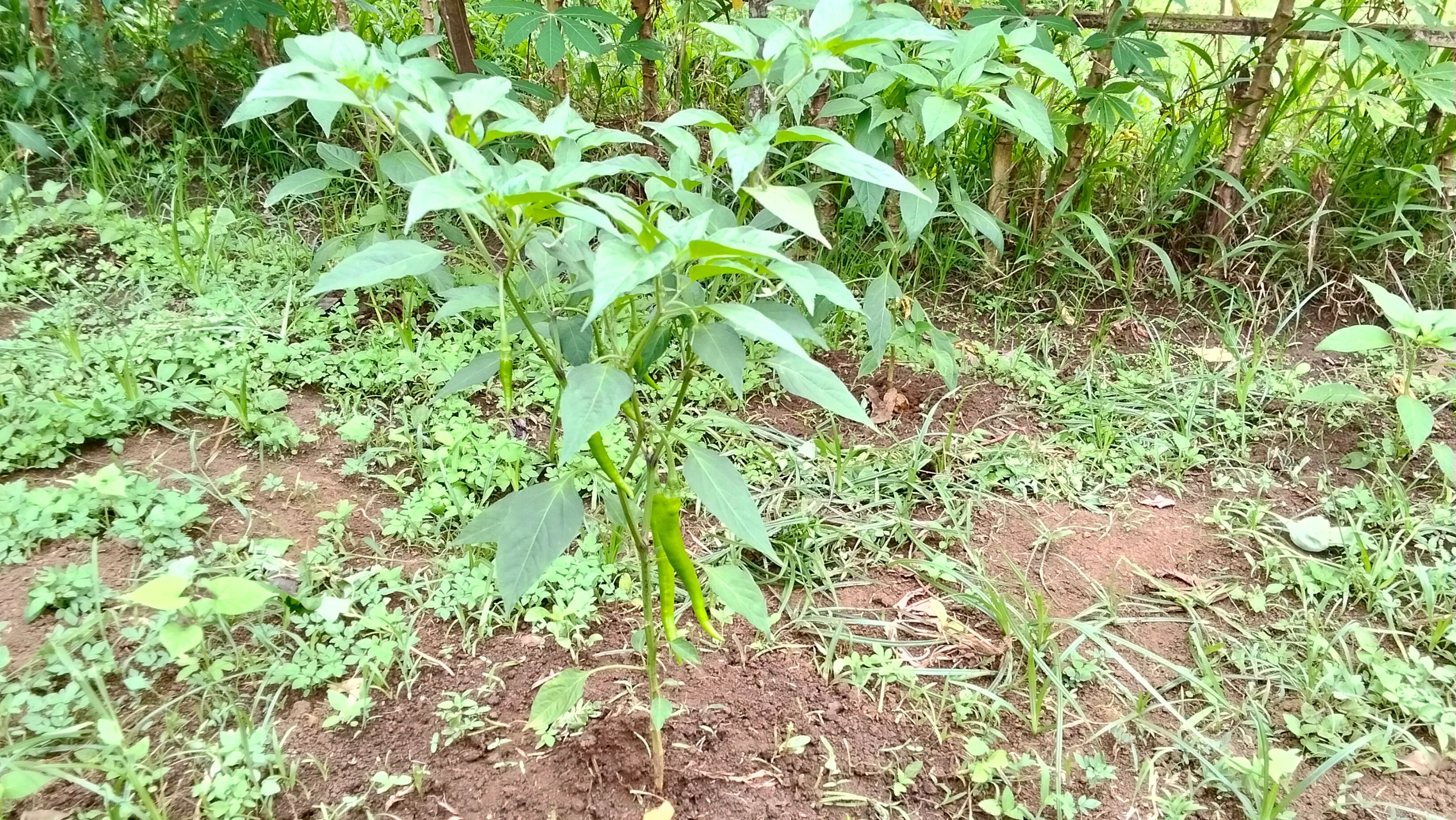 IMG20250623091744.jpg