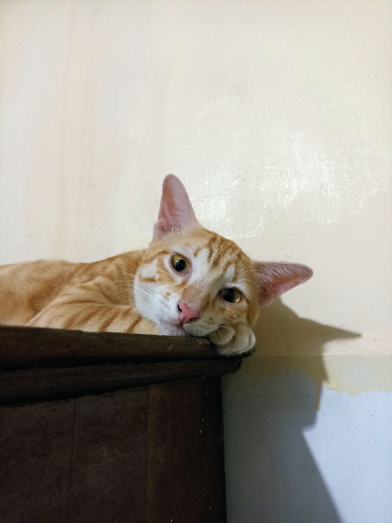 Rainy on the Cupboard 2m.jpg