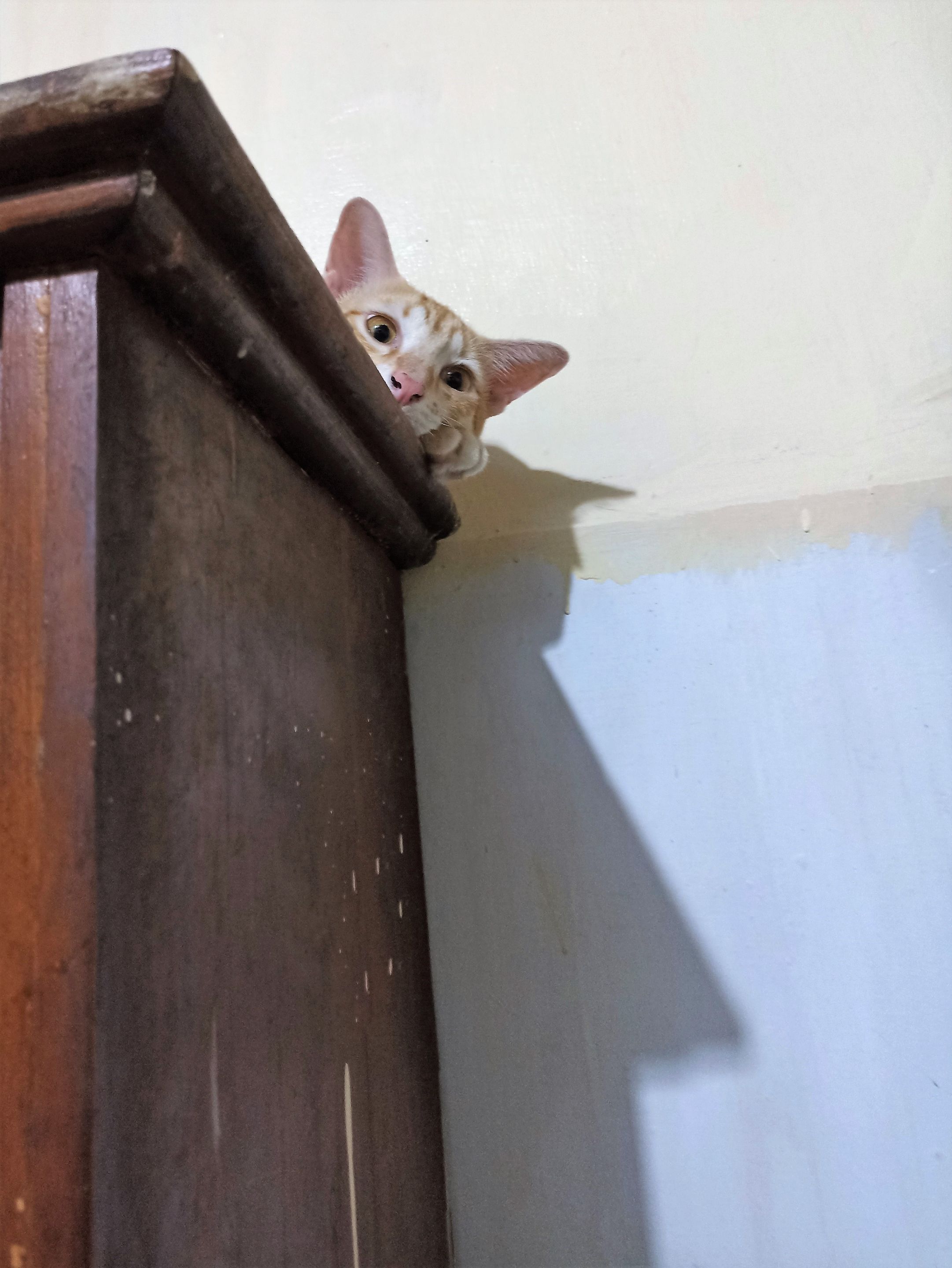 Rainy on the Cupboard 1.jpg