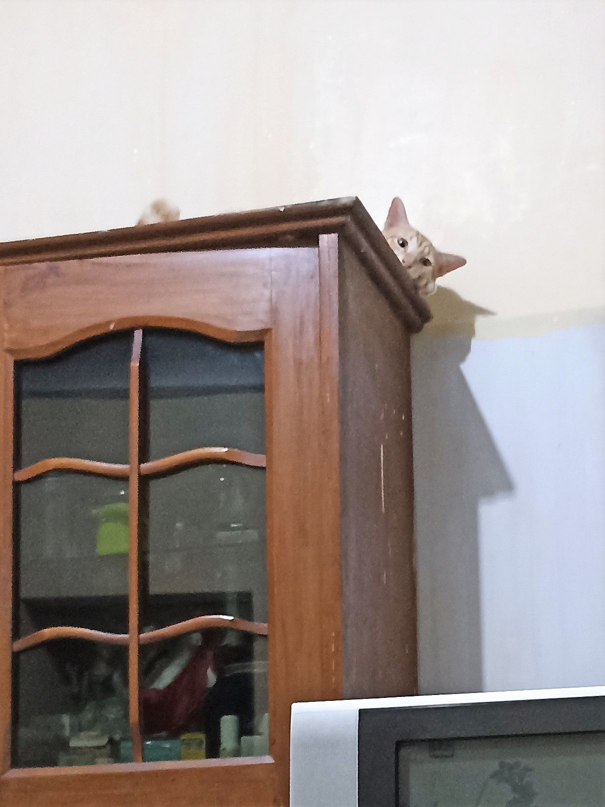 Rainy on the Cupboard 3.jpg