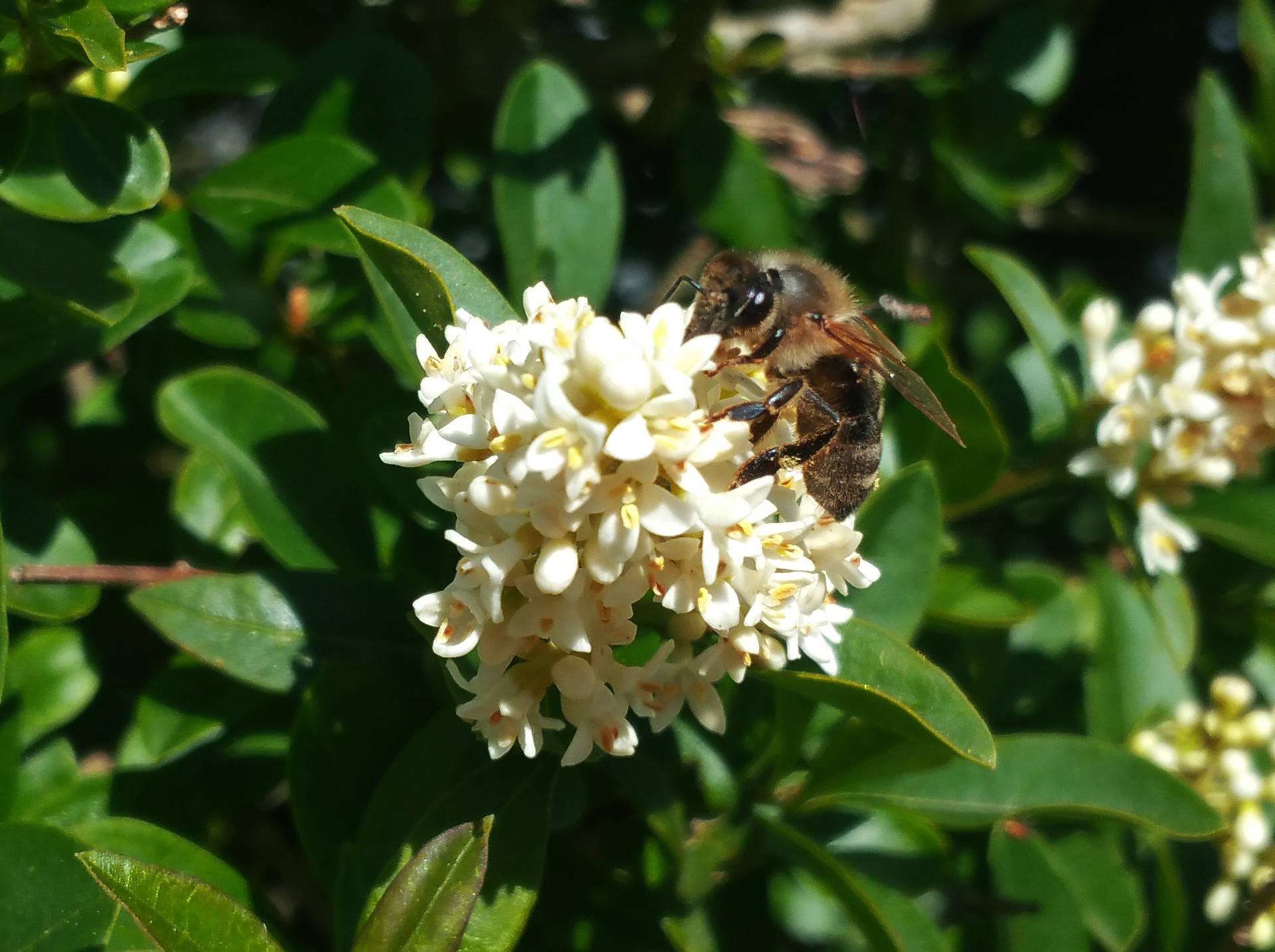 bees001.jpg