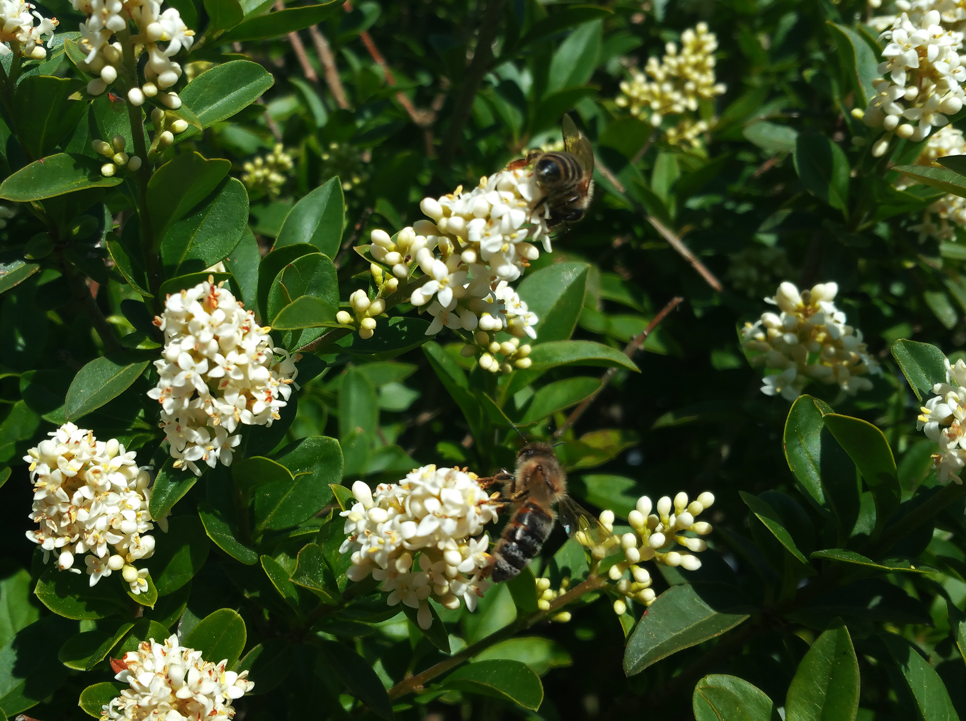 bees003.jpg
