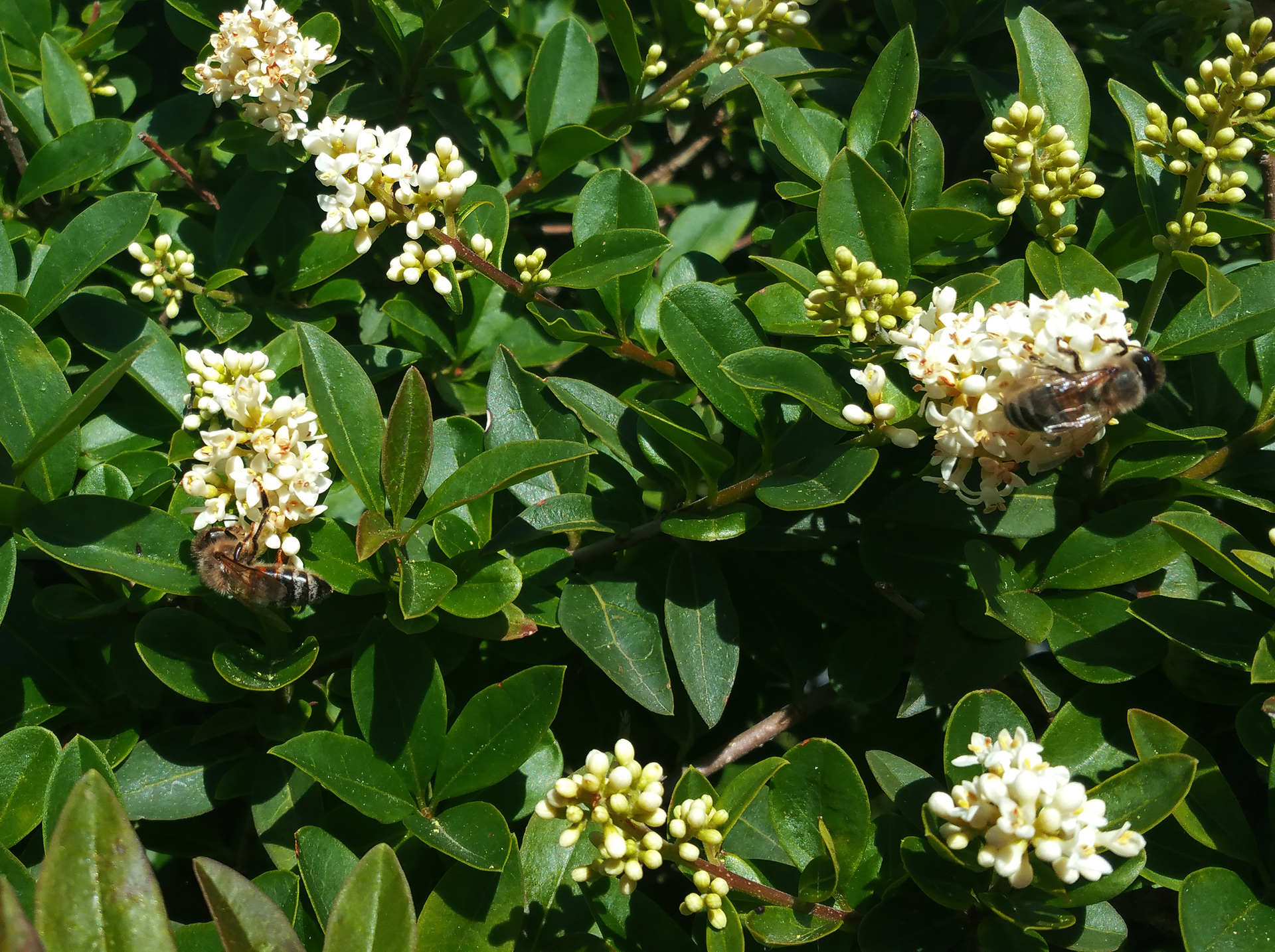 bees004.jpg
