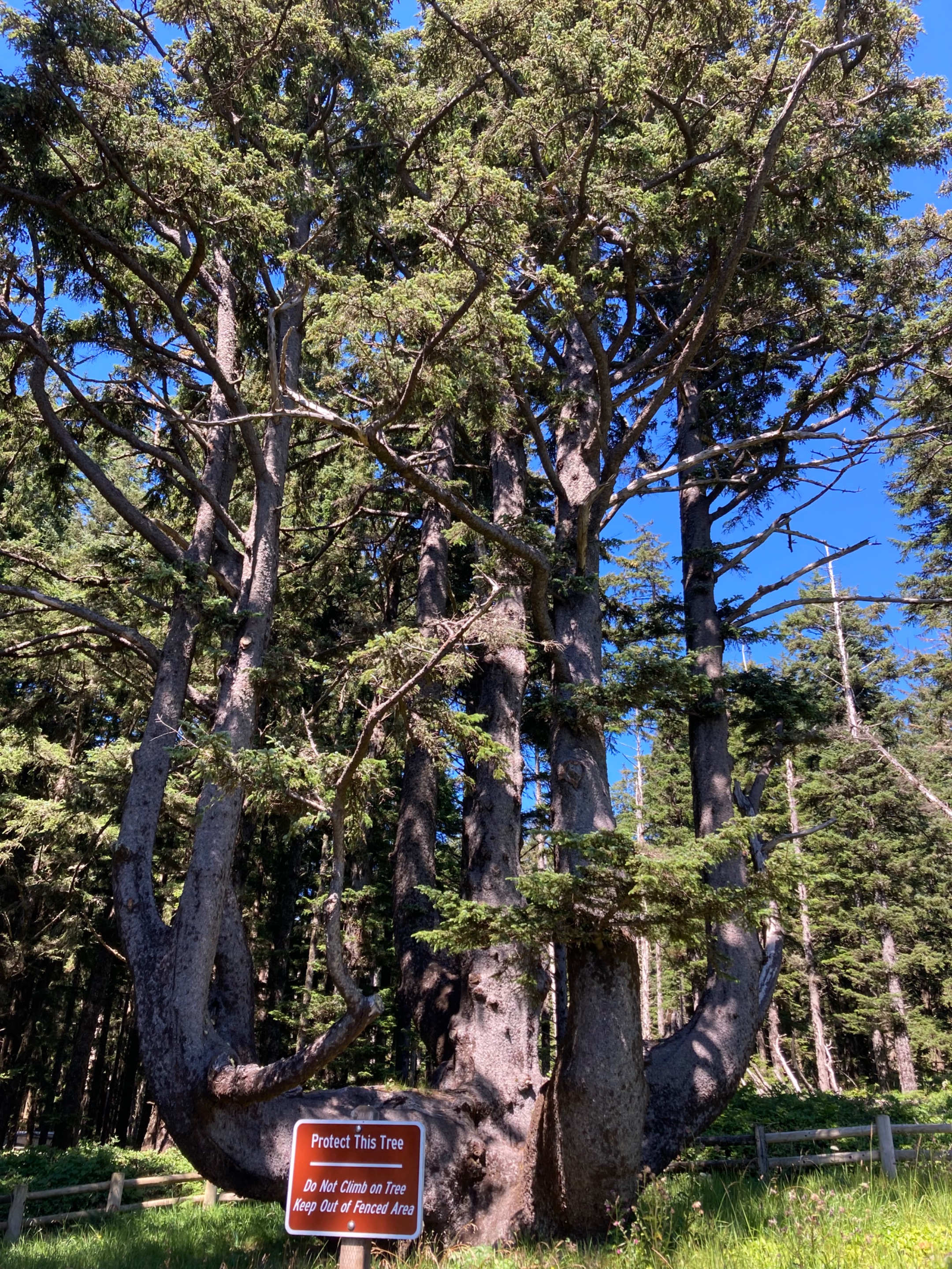 IMG_6853.jpeg