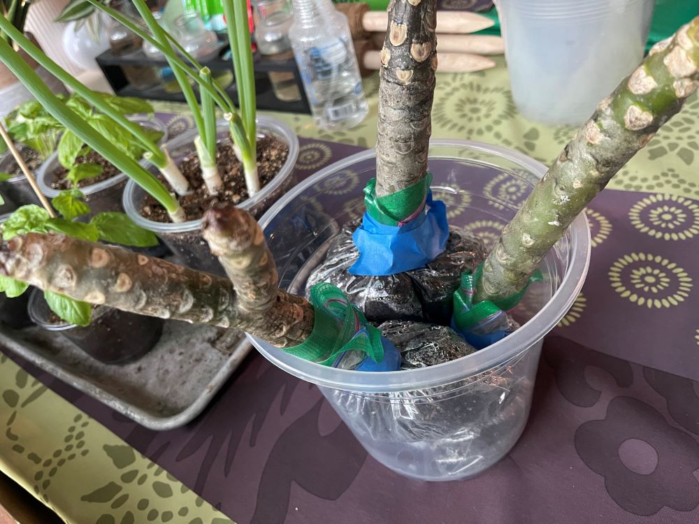 IMG_7384 - Copy (2).JPG