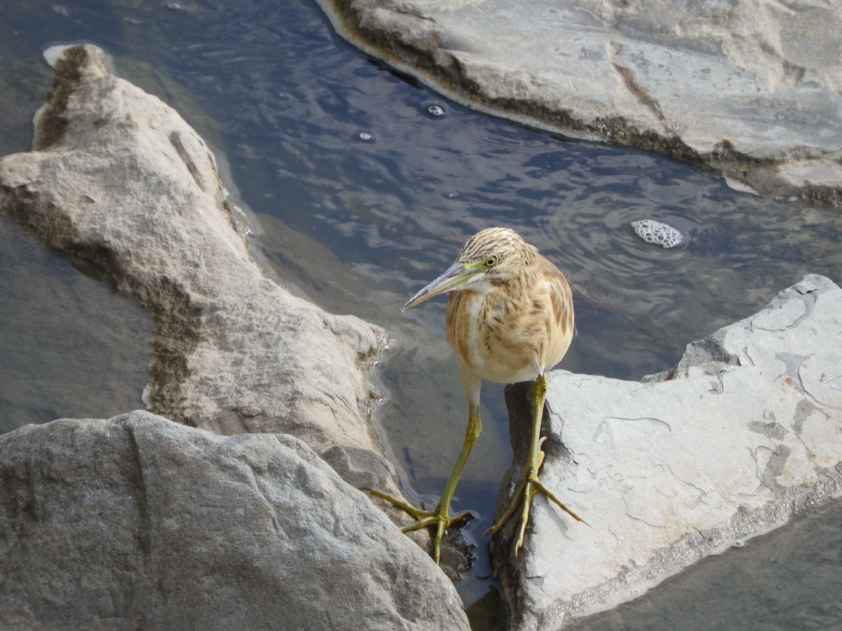 DSCN6178.JPG