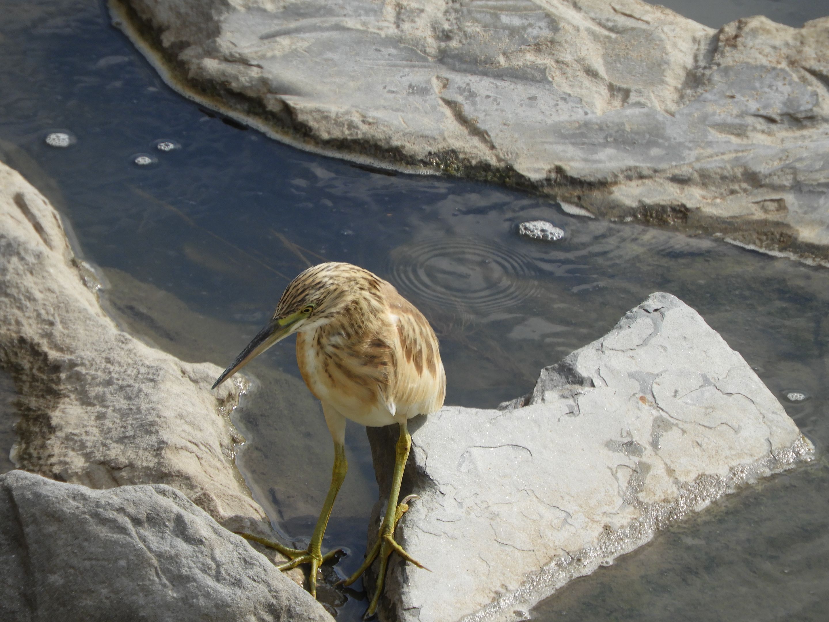 DSCN6173.JPG