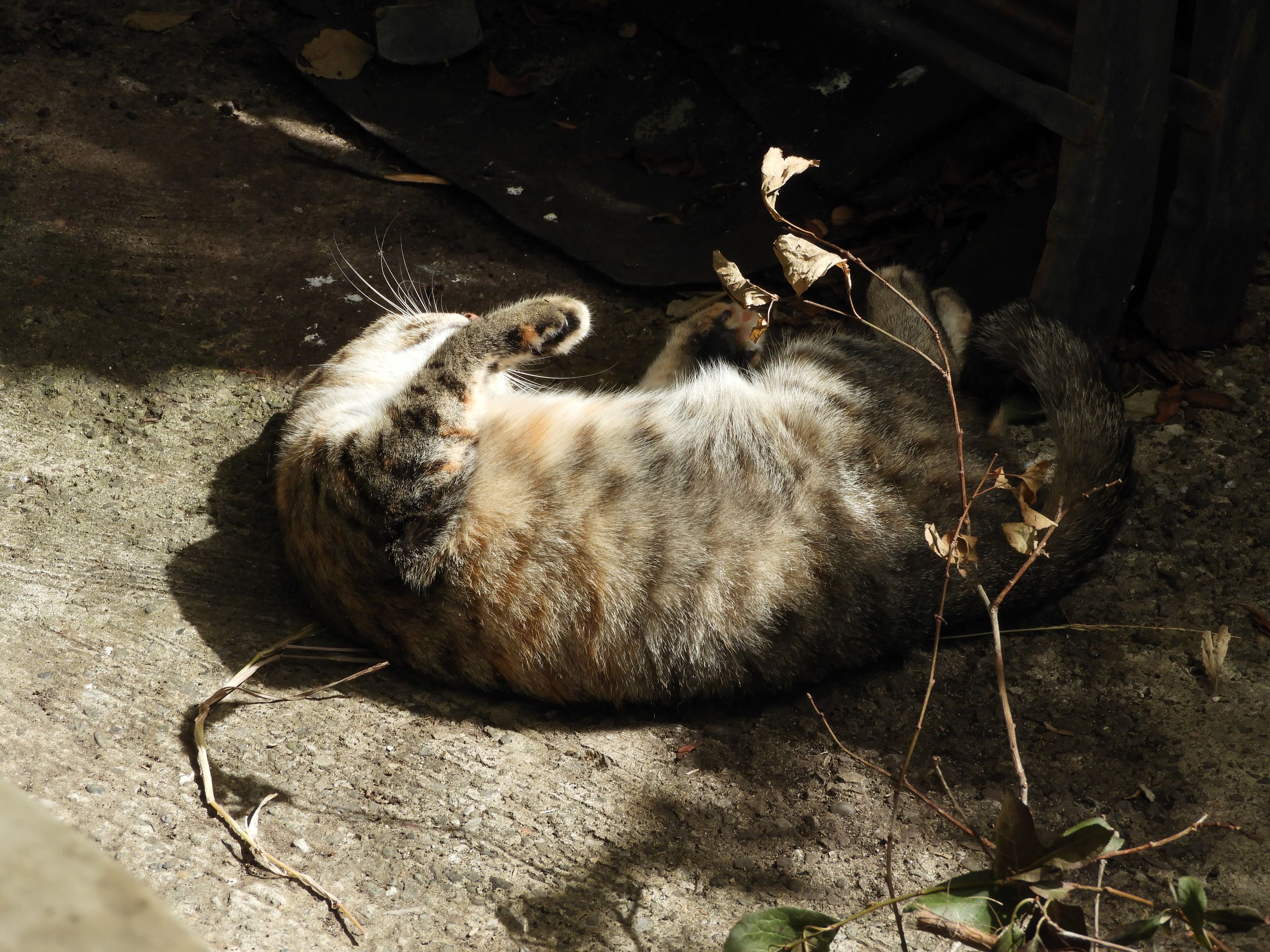 DSCN6432.JPG