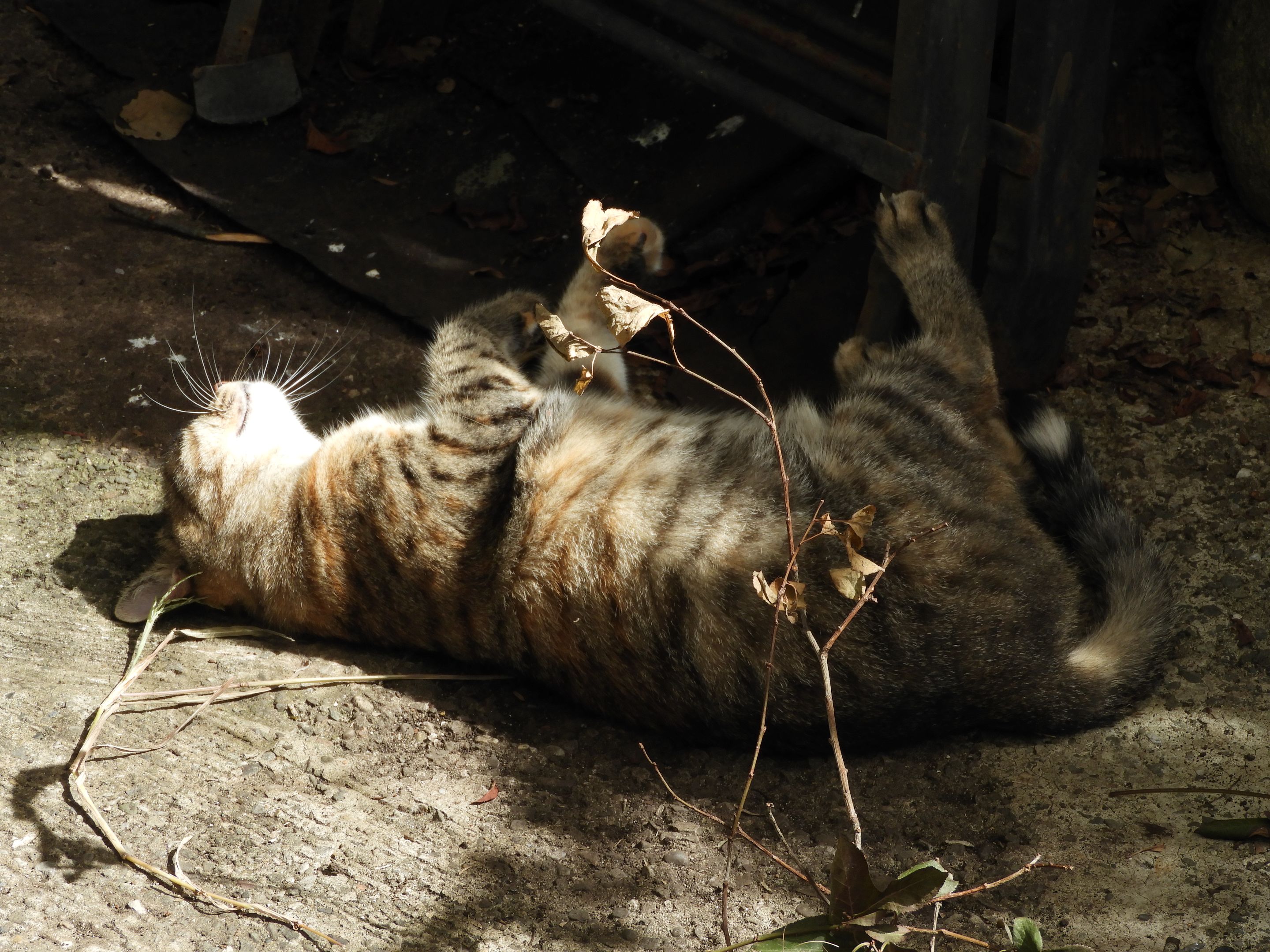 DSCN6429.JPG