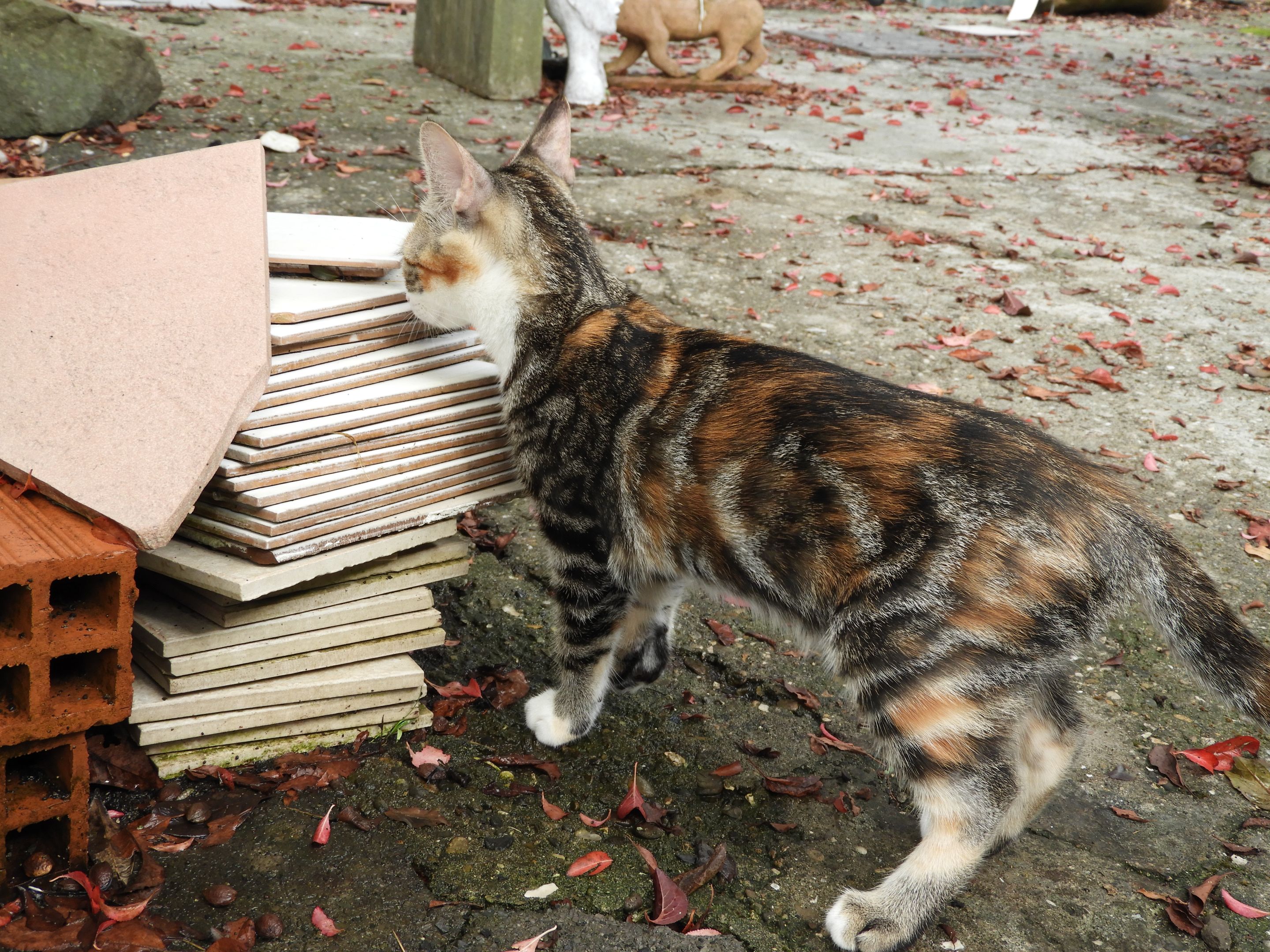 DSCN6129.JPG