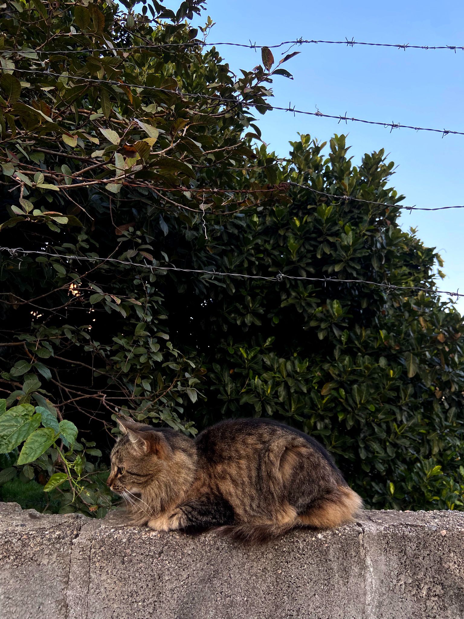 IMG_0311.JPEG