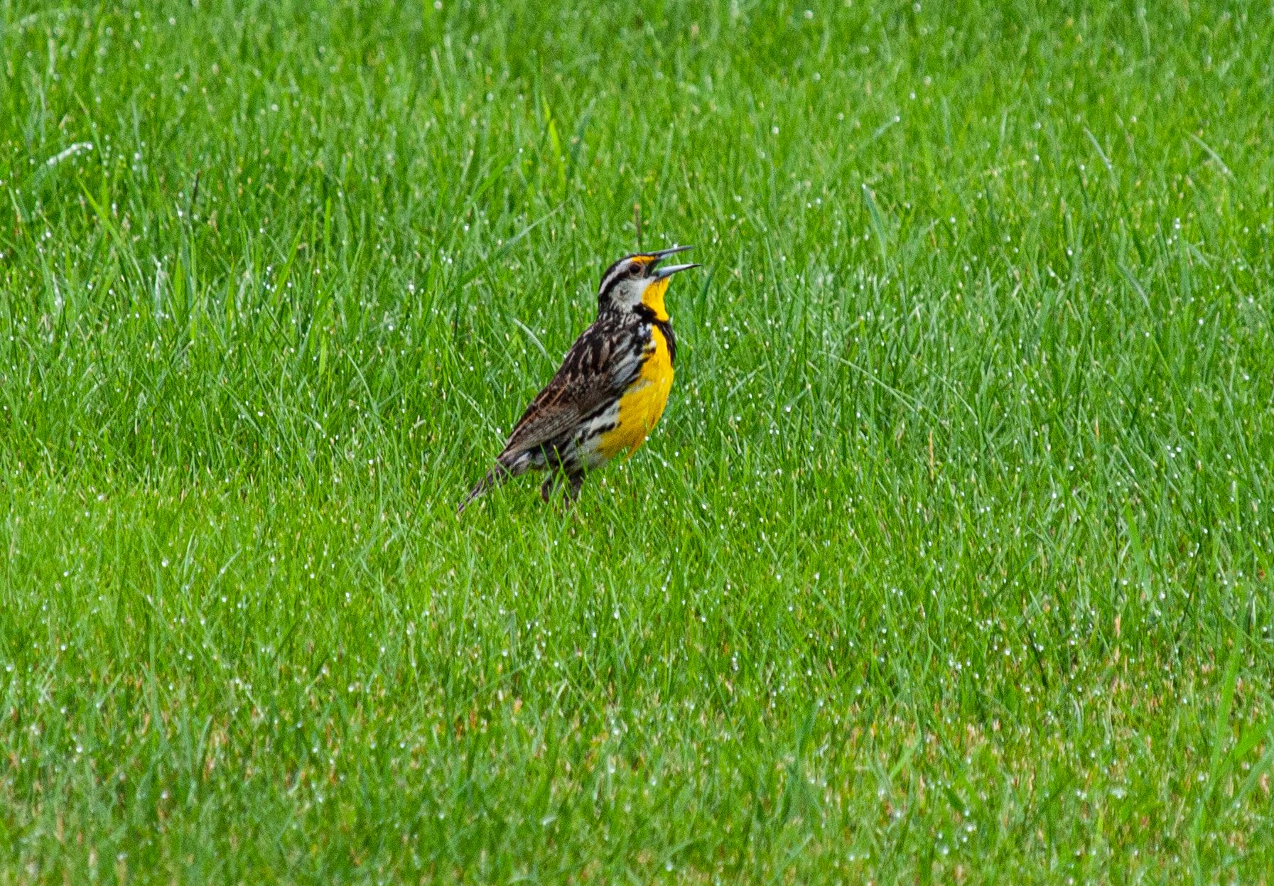 P1013785 copy.jpg