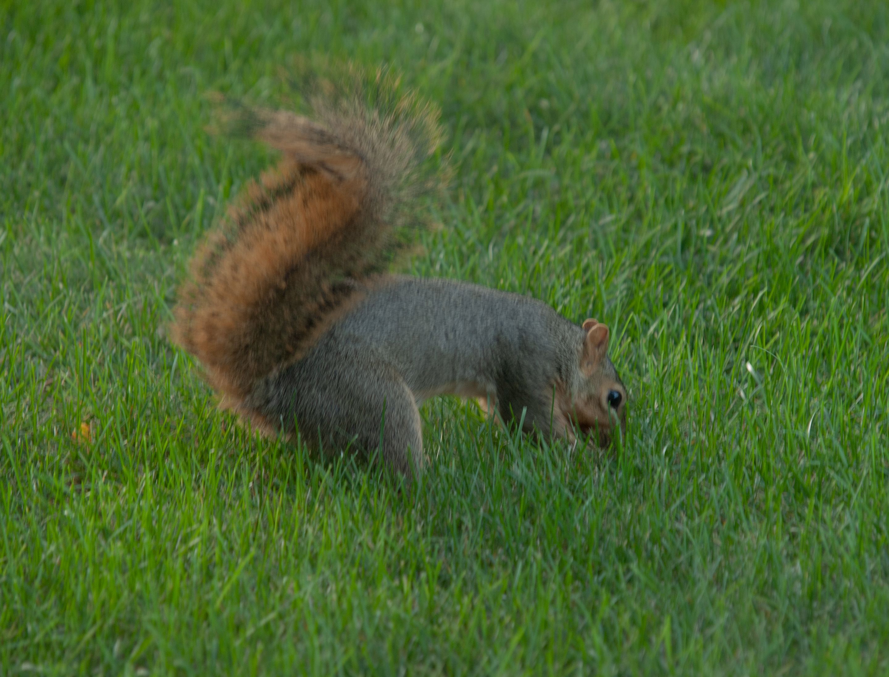P1010217.jpg
